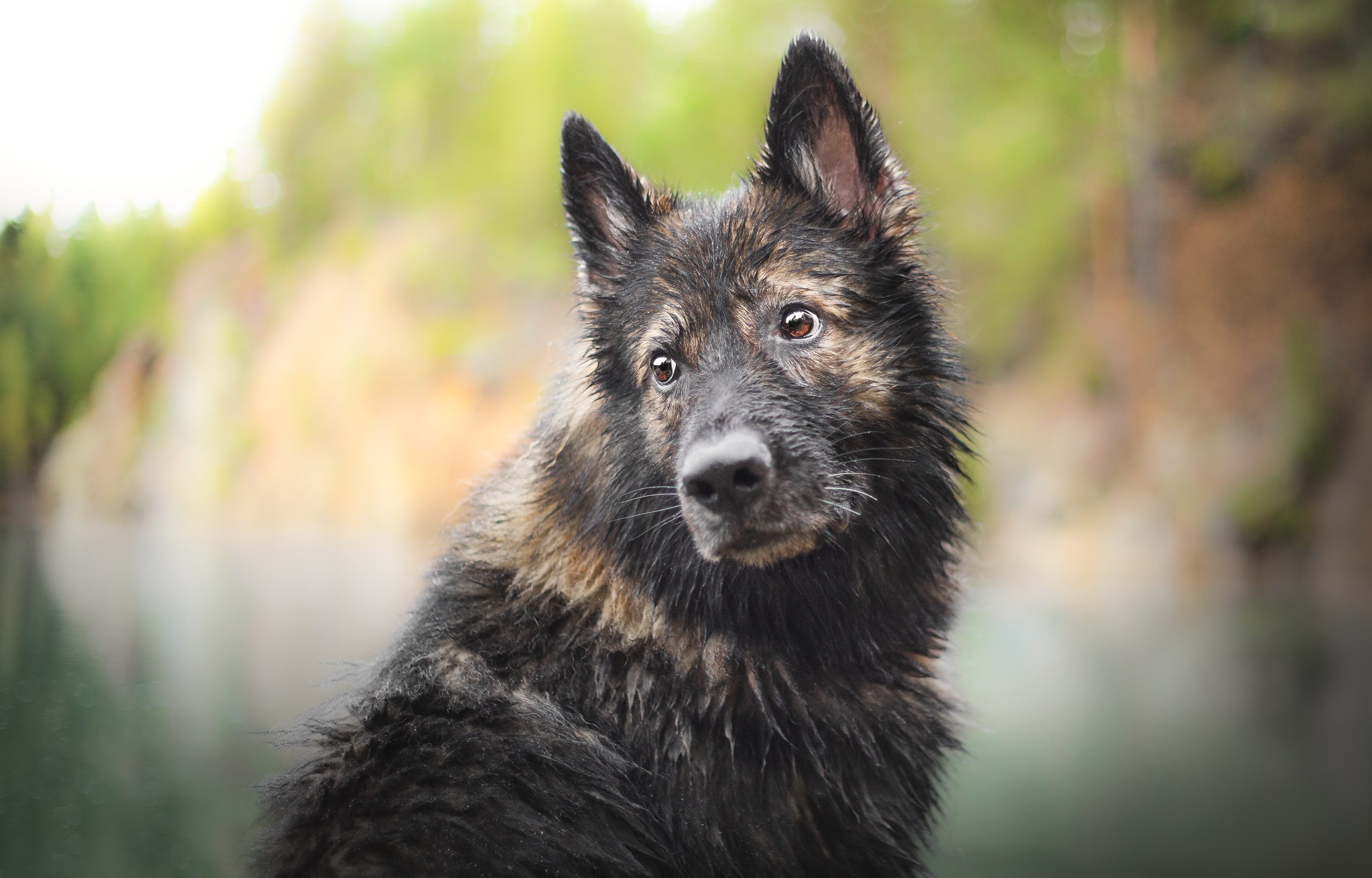 Descarga gratuita de fondo de pantalla para móvil de Animales, Perros, Perro, Bozal, Profundidad De Campo.