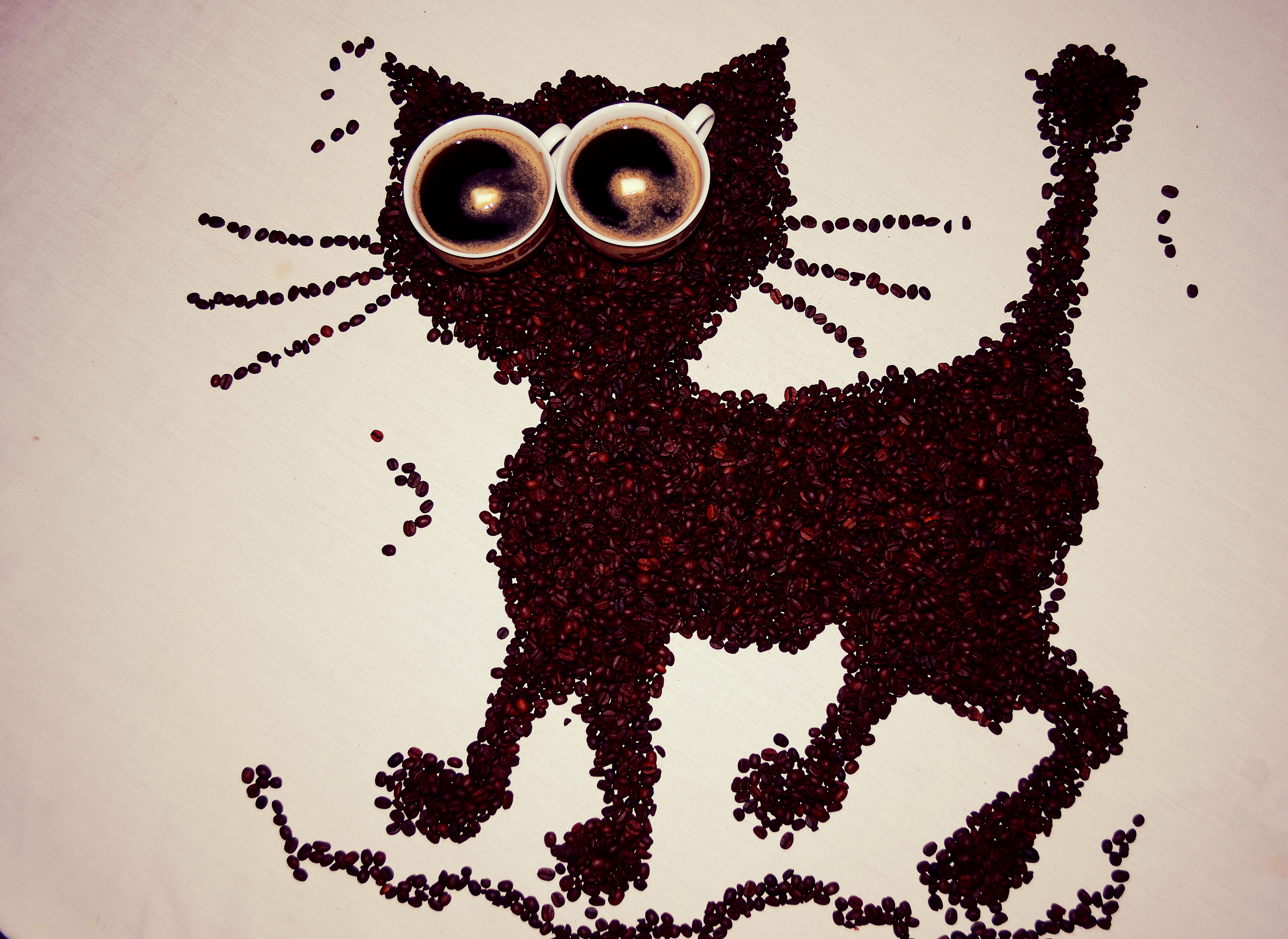 Free download wallpaper Food, Coffee, Cat, Coffee Beans on your PC desktop
