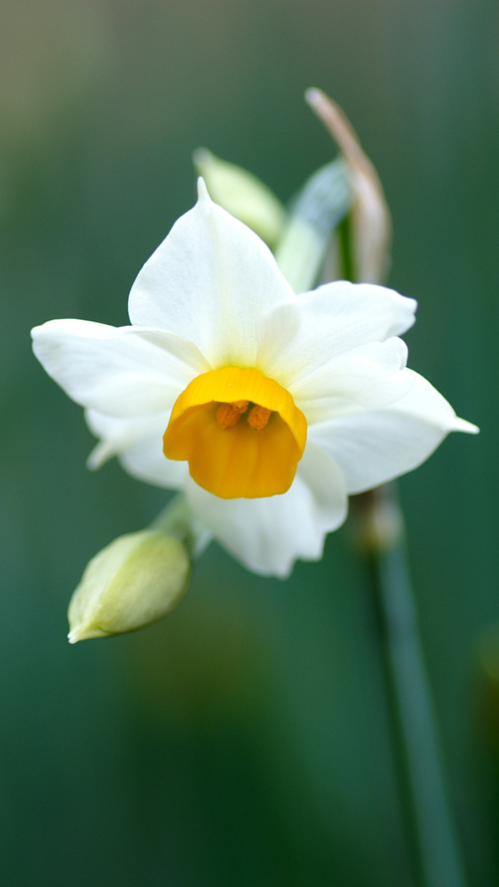 Download mobile wallpaper Flowers, Earth, Daffodil for free.