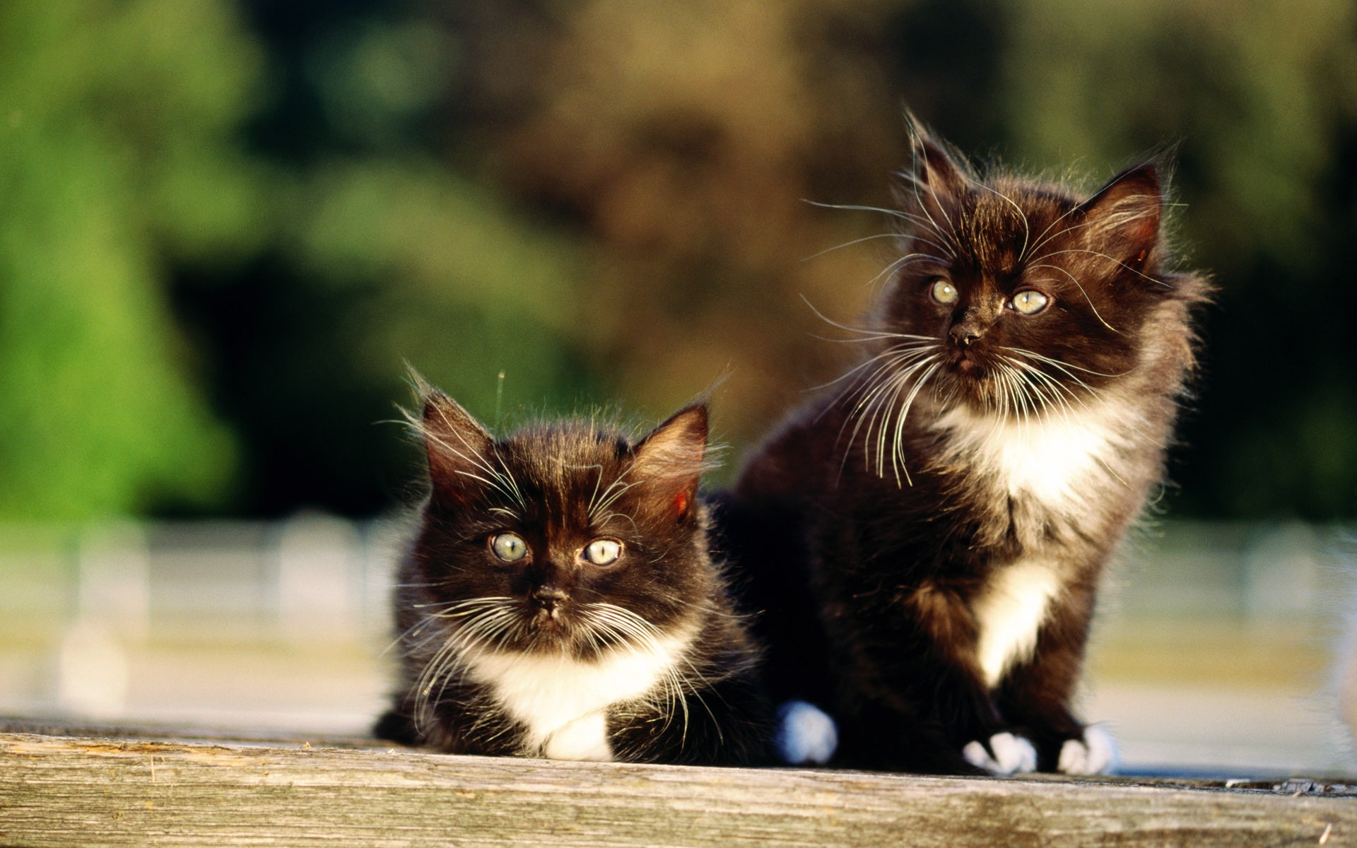 Handy-Wallpaper Tiere, Katzen, Katze kostenlos herunterladen.