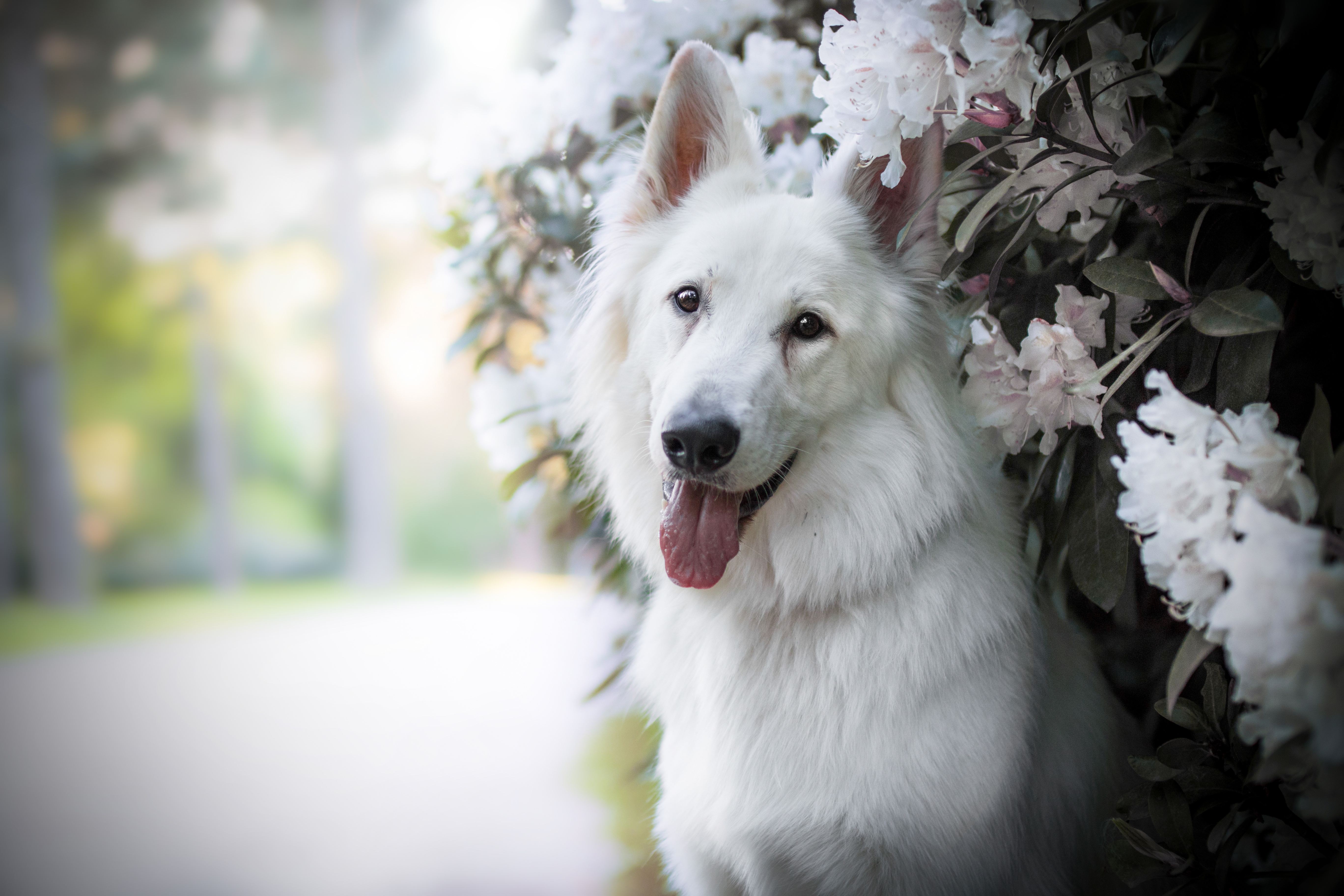Download mobile wallpaper Dogs, Dog, Animal, Depth Of Field, Berger Blanc Suisse for free.