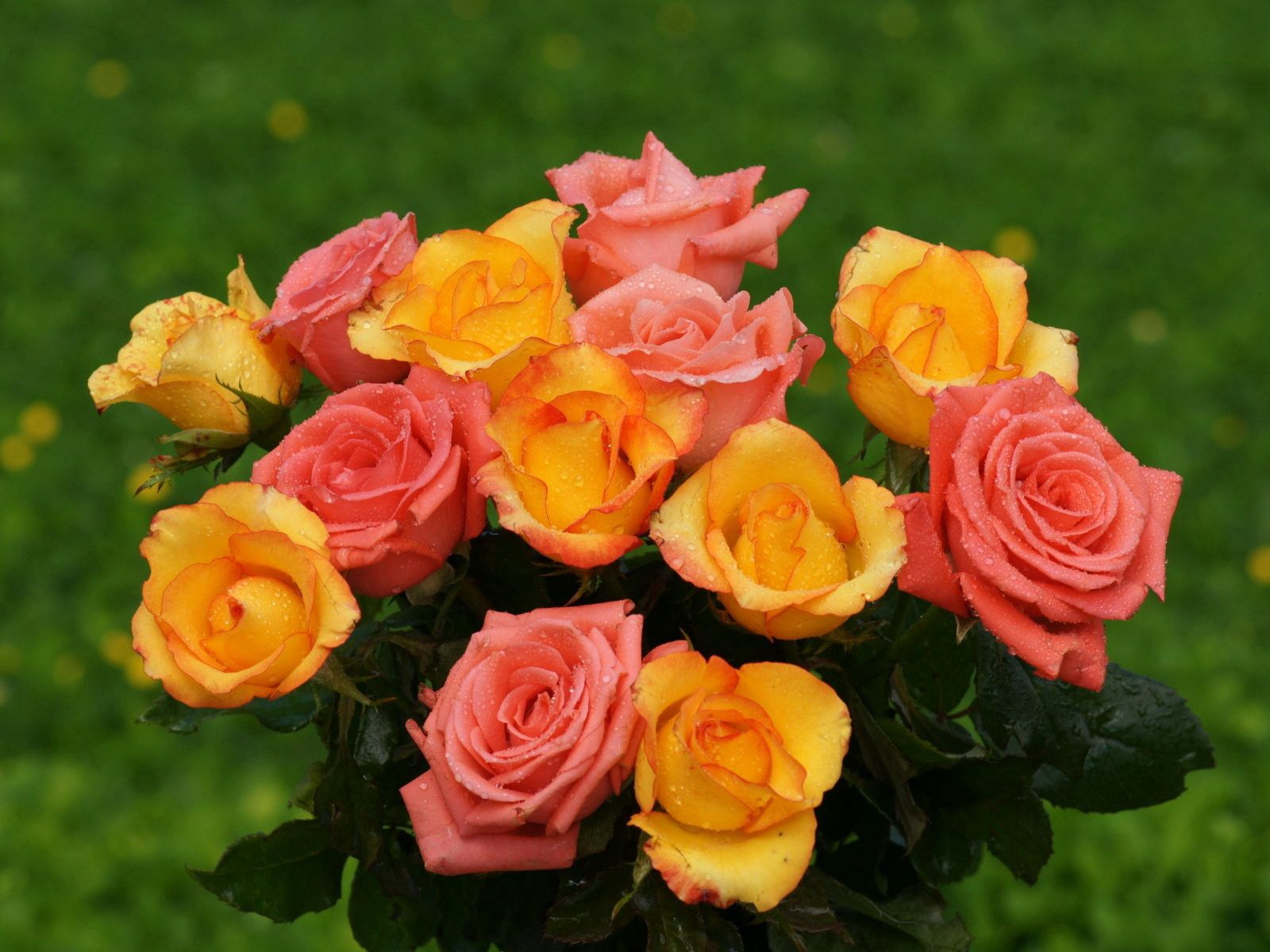 Free download wallpaper Flowers, Roses, Greens, Bouquet, Freshness, Drops on your PC desktop
