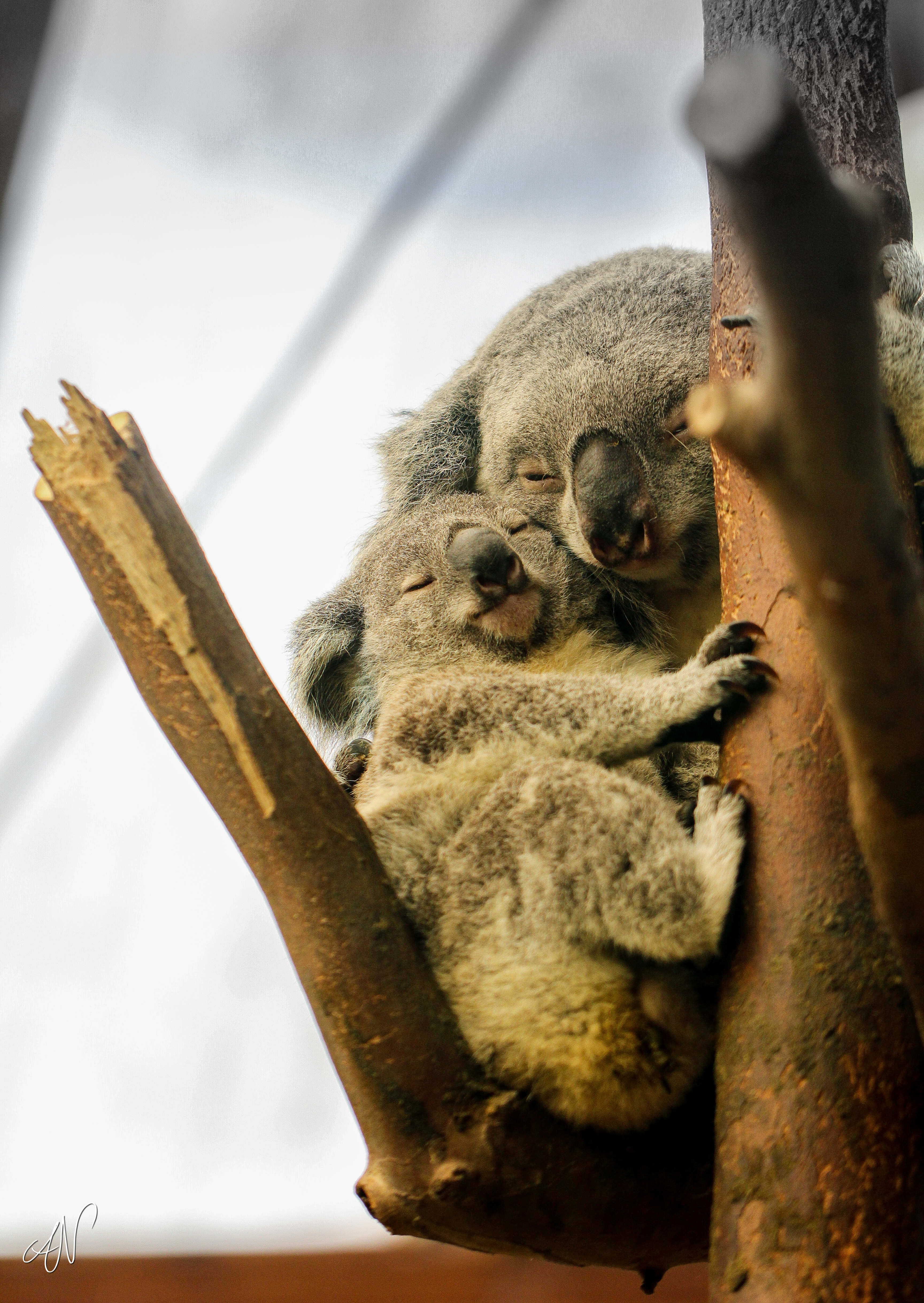 145682 Hintergrundbild herunterladen schlafen, baum, koalas, wilde natur, tiere, holz, wildlife, traum - Bildschirmschoner und Bilder kostenlos