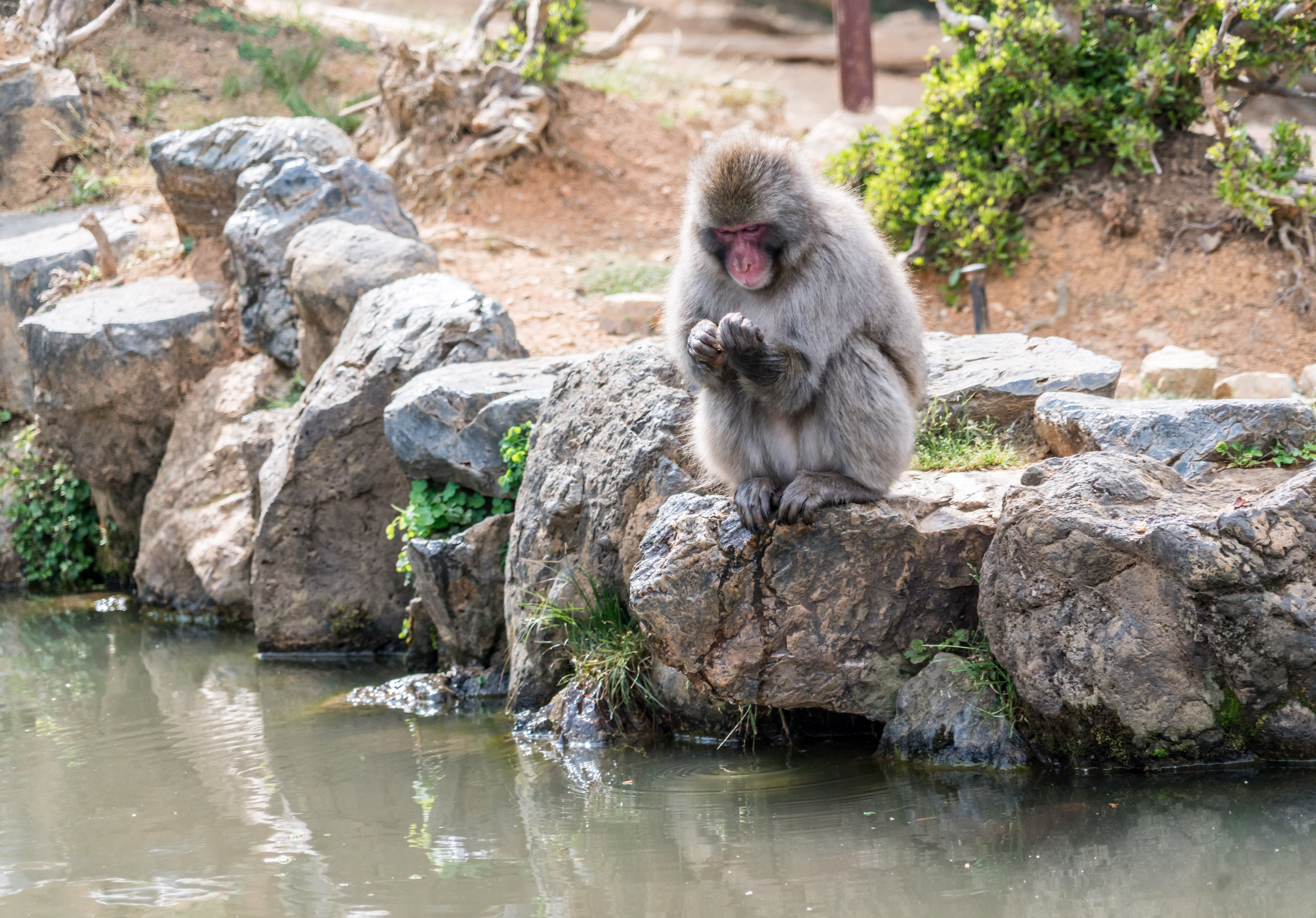 Descarga gratis la imagen Stones, Un Mono, Mono, Animales, Japón en el escritorio de tu PC
