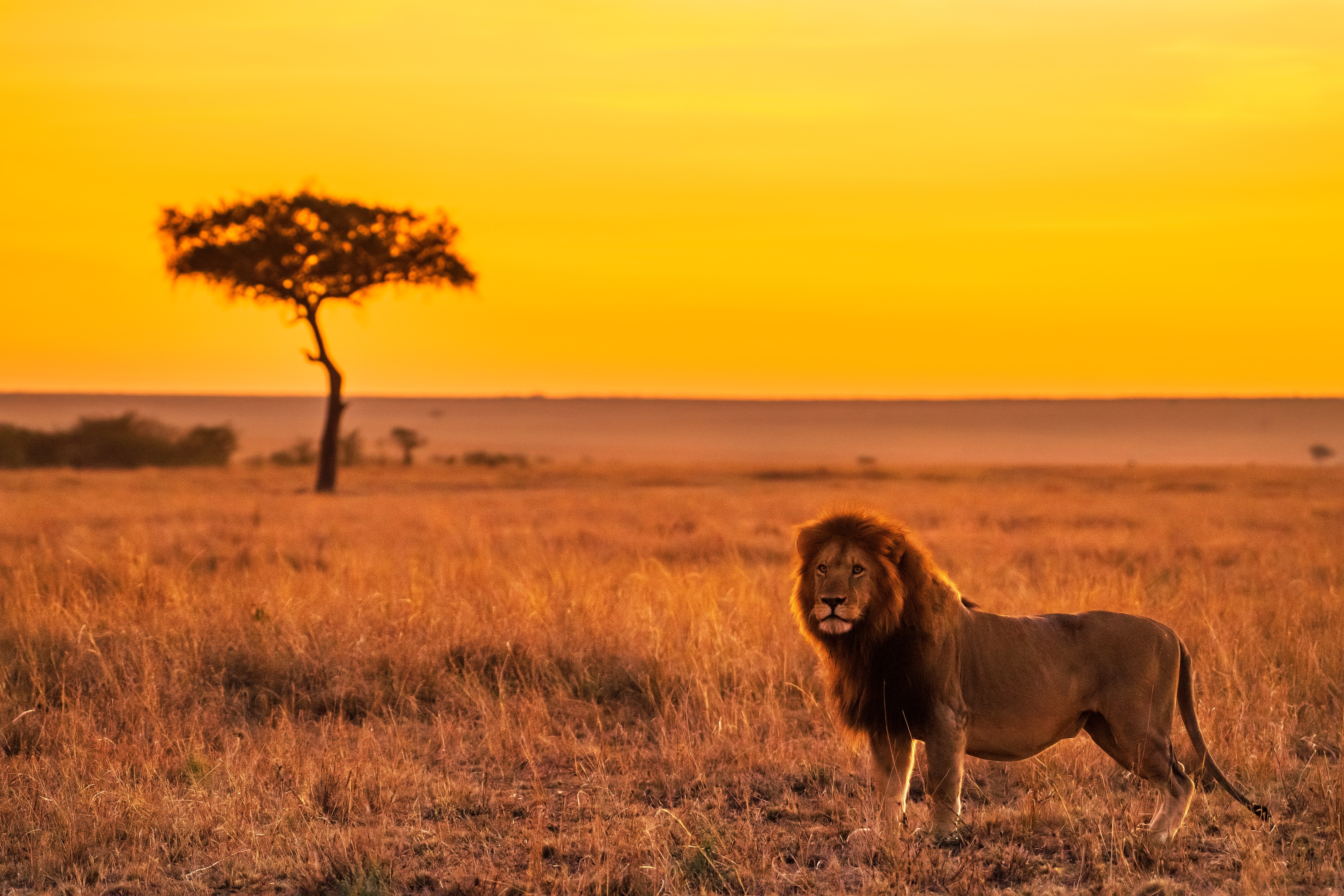 savanna, big cat, animals, lion, predator