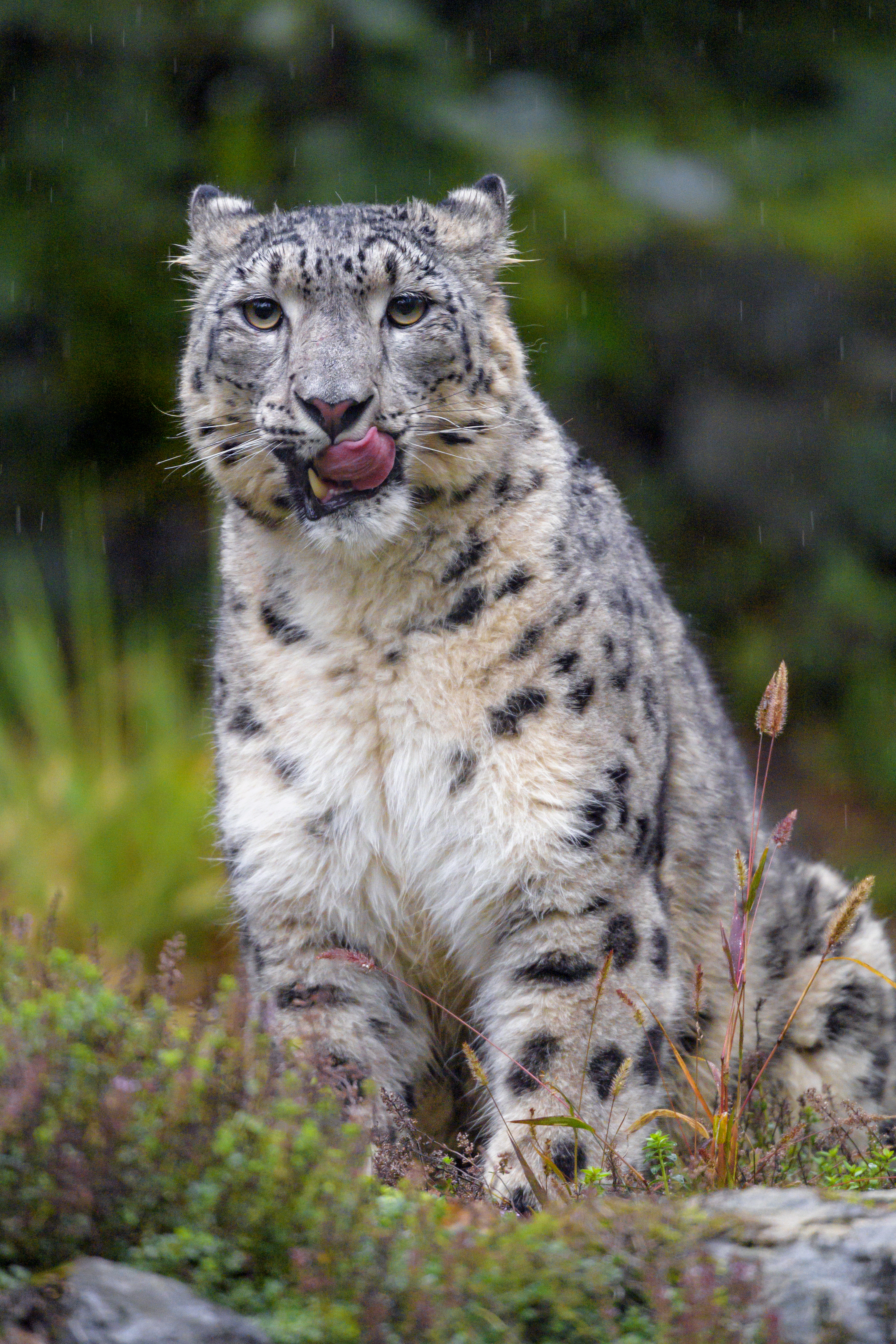 120685 скачать картинку снежный леопард, животные, леопард, хищник, большая кошка, высунутый язык - обои и заставки бесплатно