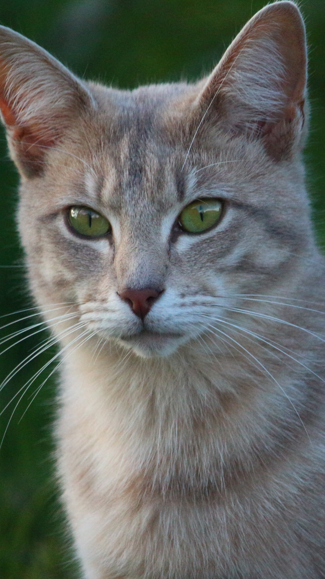 無料モバイル壁紙動物, ネコ, 猫をダウンロードします。