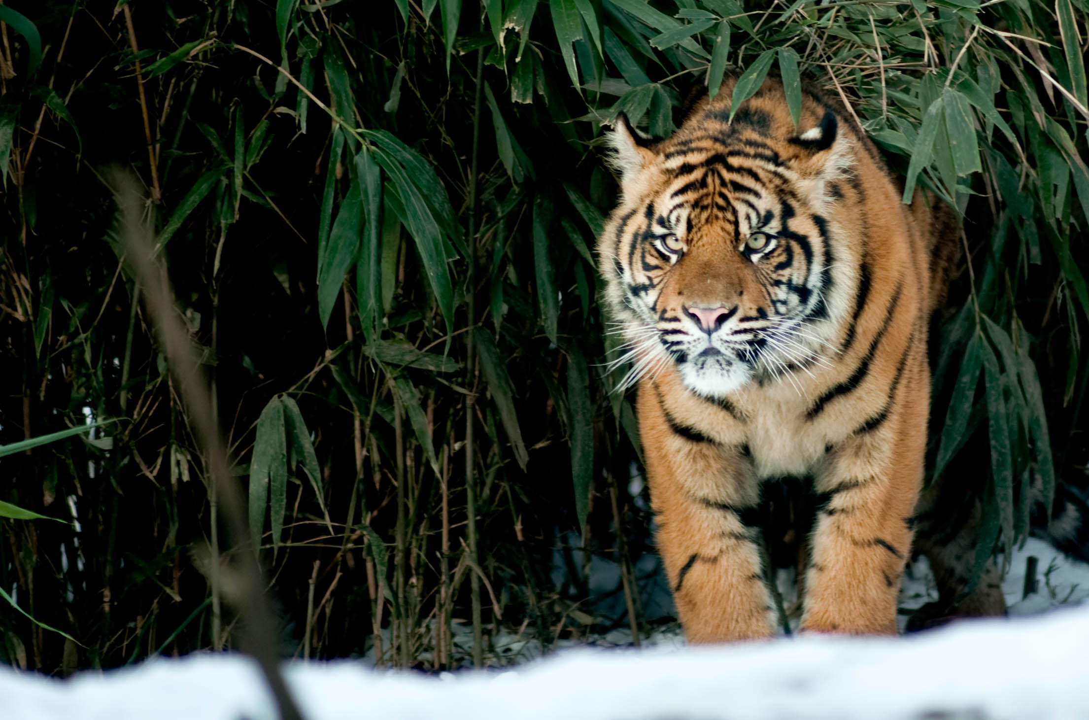 Téléchargez des papiers peints mobile Animaux, Chats, Tigre gratuitement.