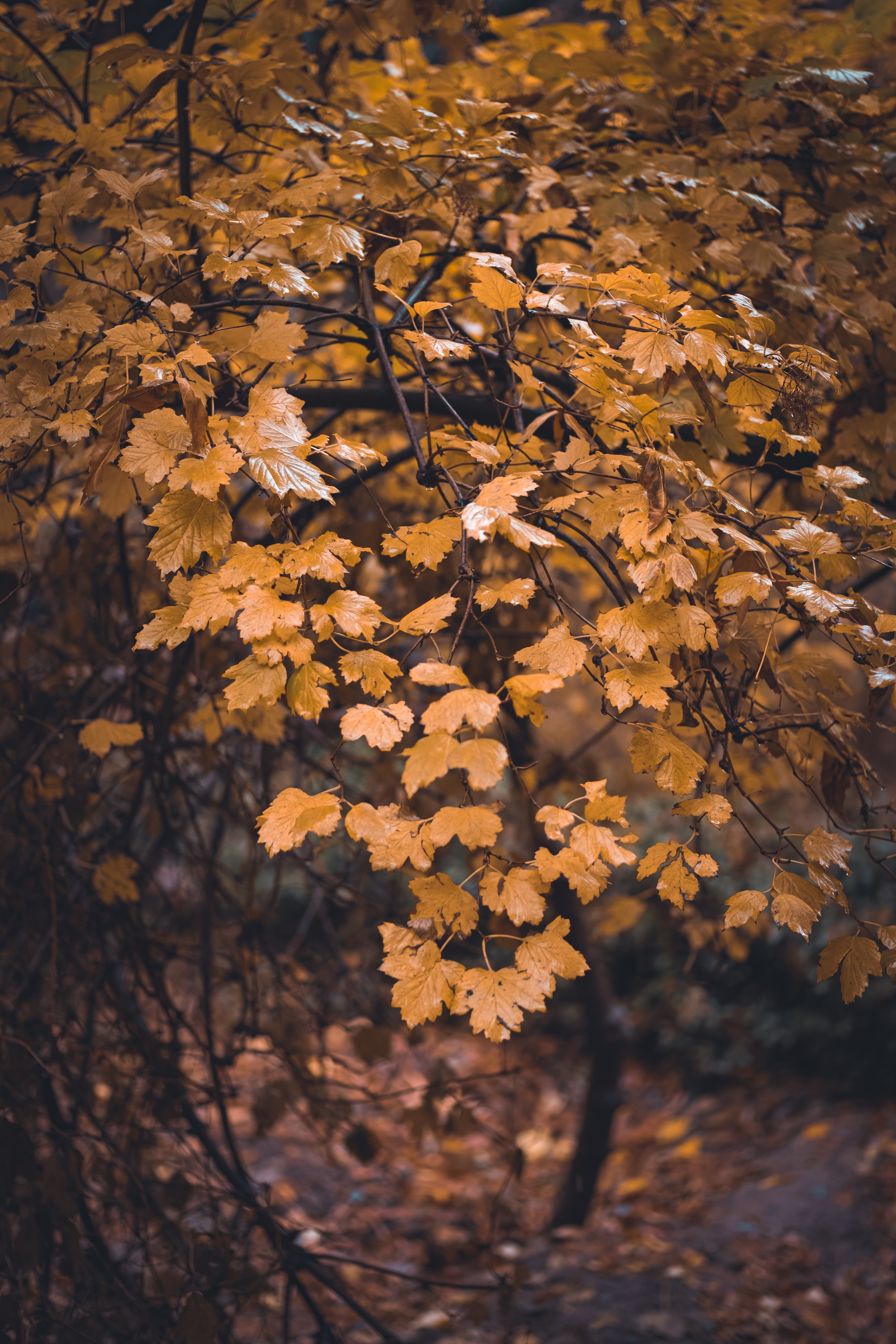 leaves, nature, autumn, yellow, wood, tree, branch