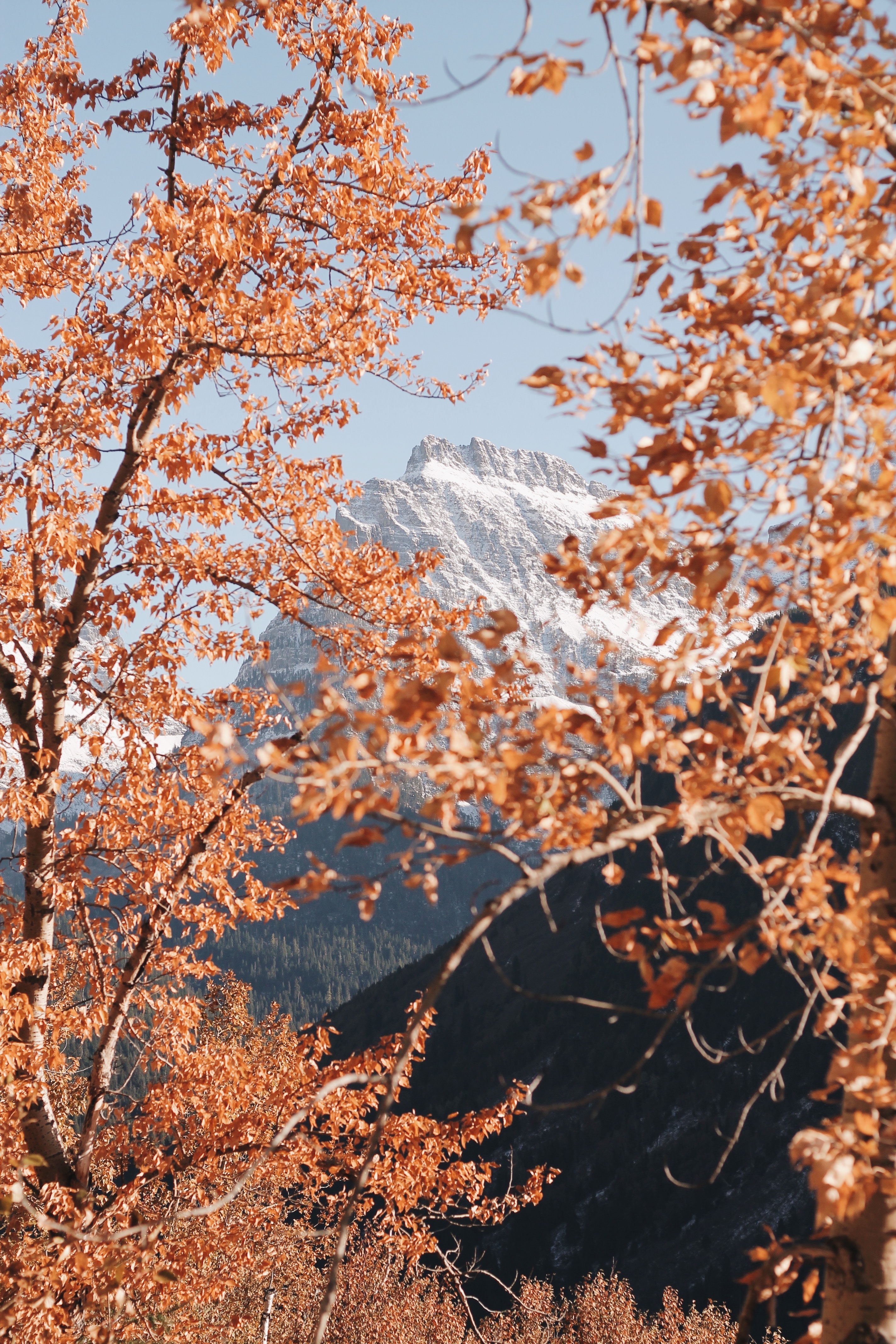 Free download wallpaper Nature, Trees, Mountain, Vertex, Top, Branches, Landscape on your PC desktop