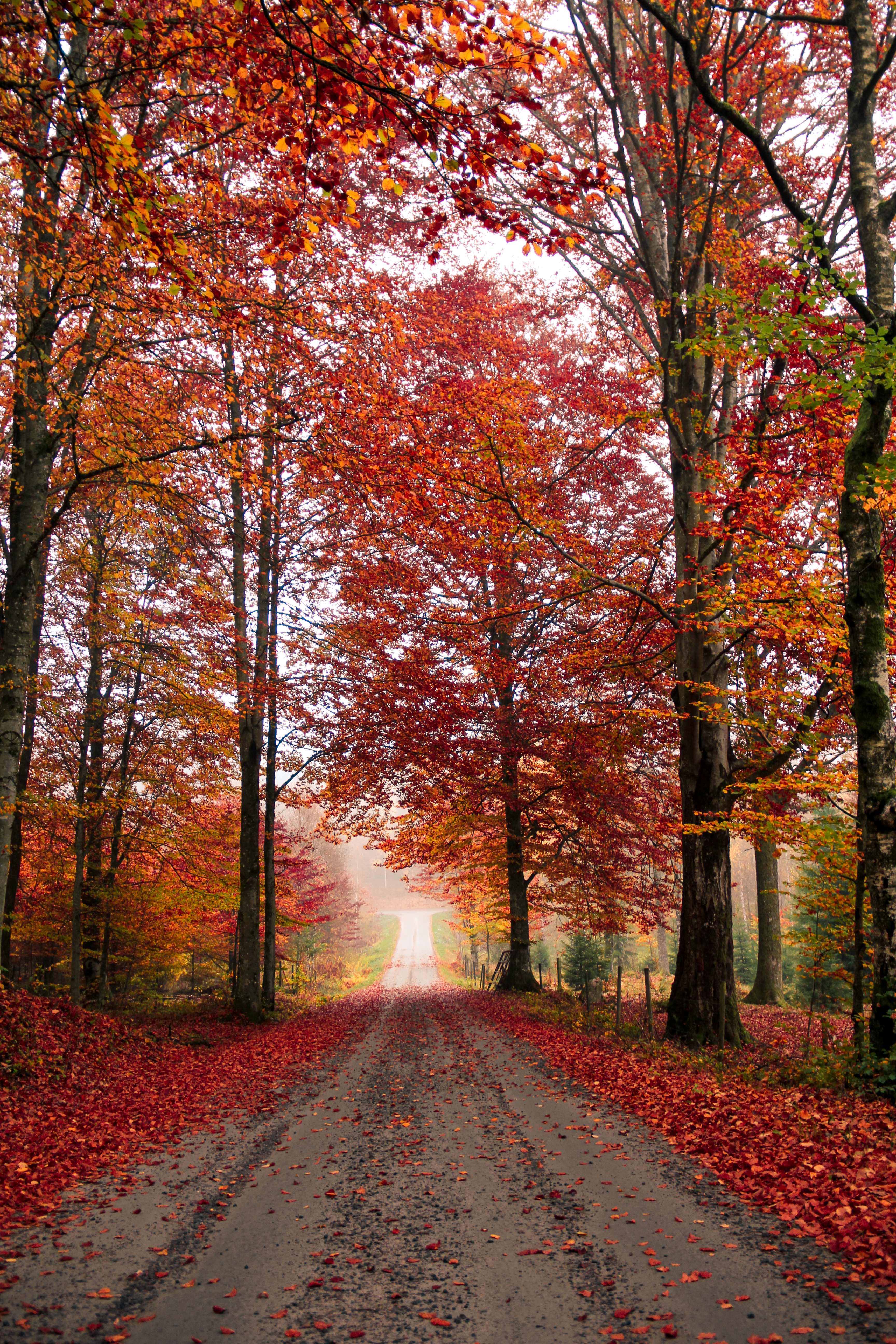 91910 descargar fondo de pantalla naturaleza, árboles, otoño, camino, follaje, caído: protectores de pantalla e imágenes gratis