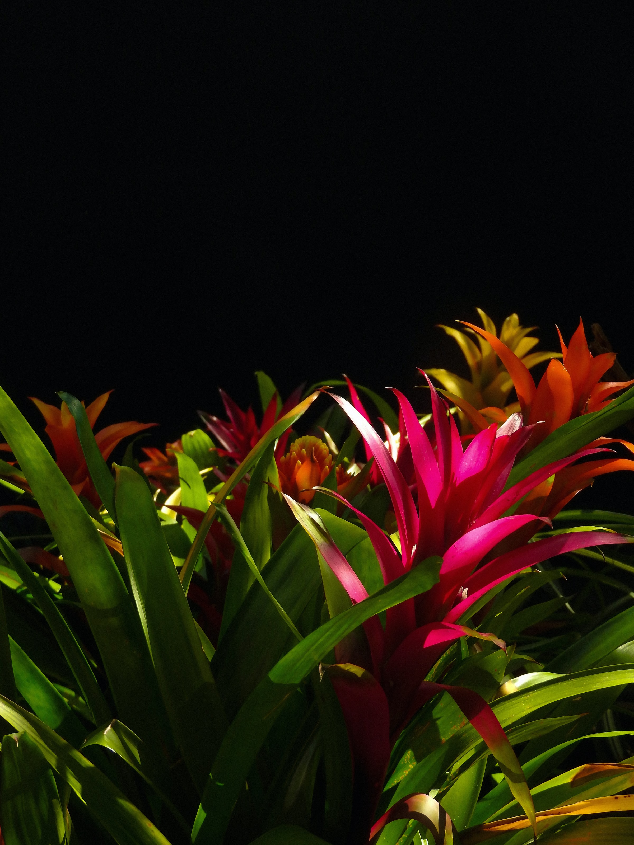 Free download wallpaper Flowering, Guzmania, Flowers, Leaves, Flower, Bloom on your PC desktop