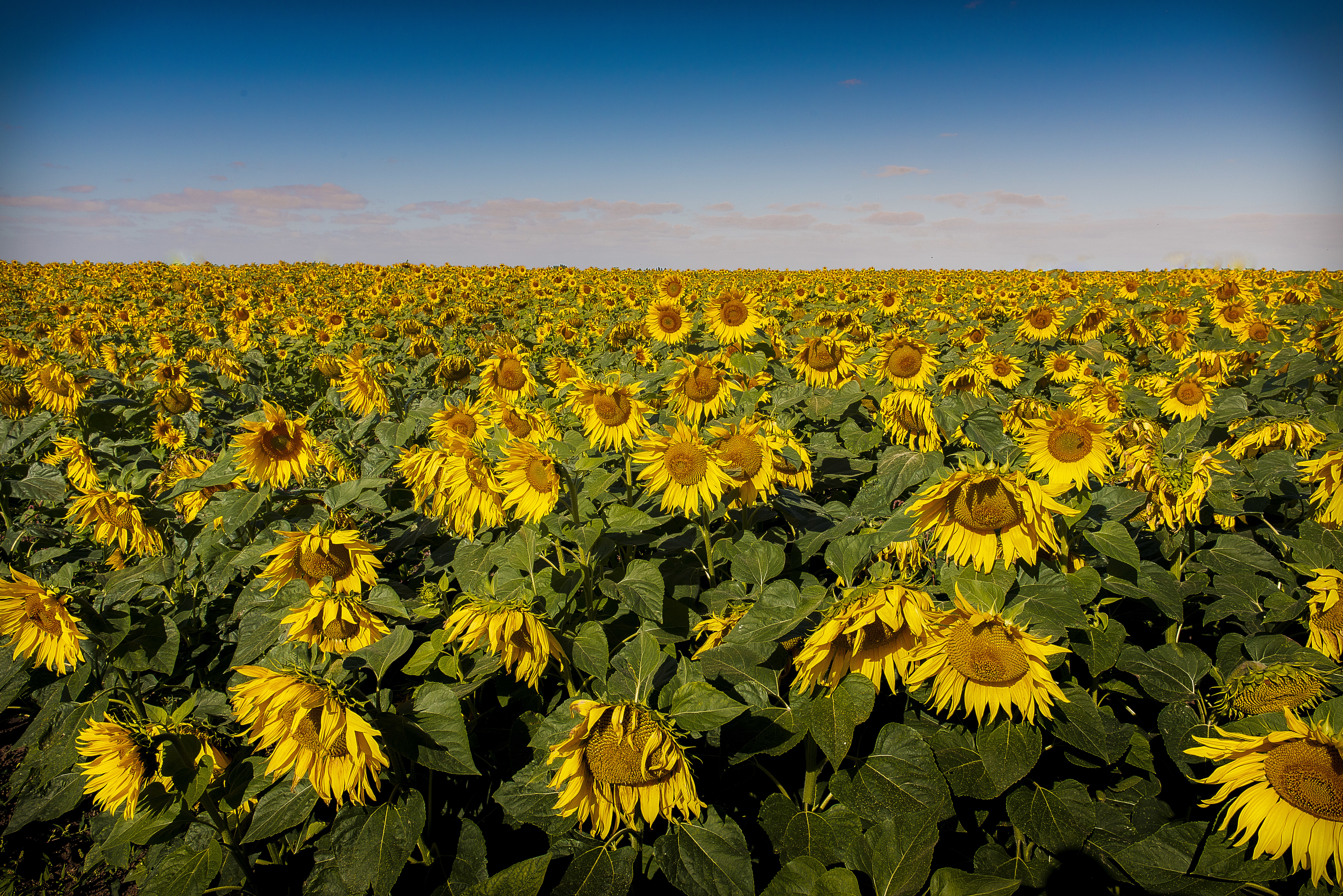 Laden Sie das Natur, Blumen, Sommer, Horizont, Blume, Feld, Sonnenblume, Gelbe Blume, Erde/natur-Bild kostenlos auf Ihren PC-Desktop herunter