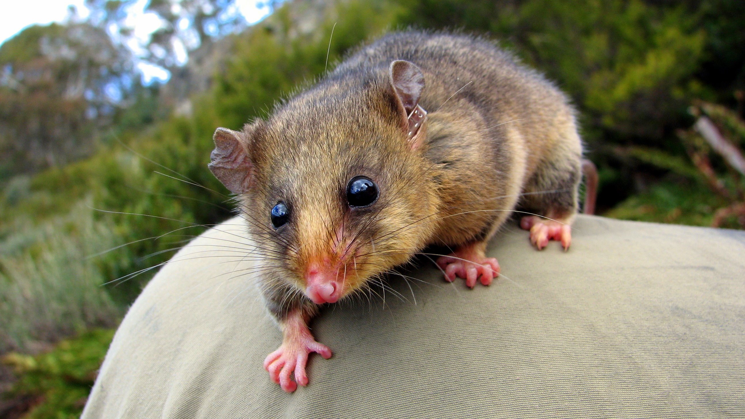 animal, possum, australia, marsupial, mountain pygmy possum