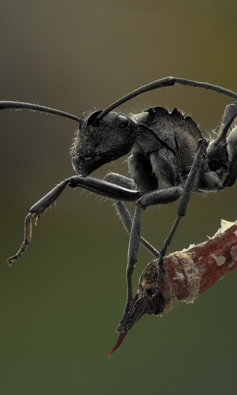 無料モバイル壁紙動物, 蟻, 虫をダウンロードします。