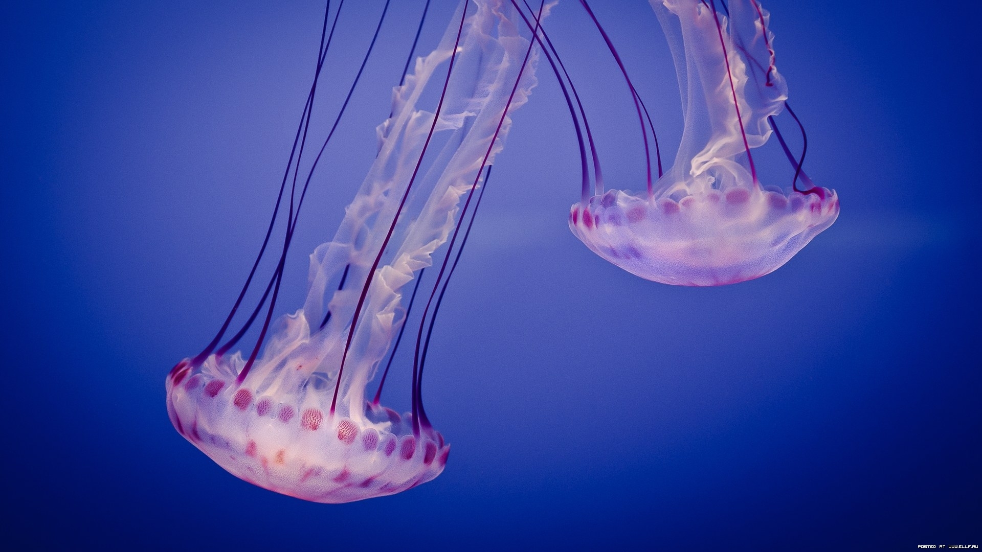 Téléchargez gratuitement l'image Animaux, Jellyfish, Mer sur le bureau de votre PC
