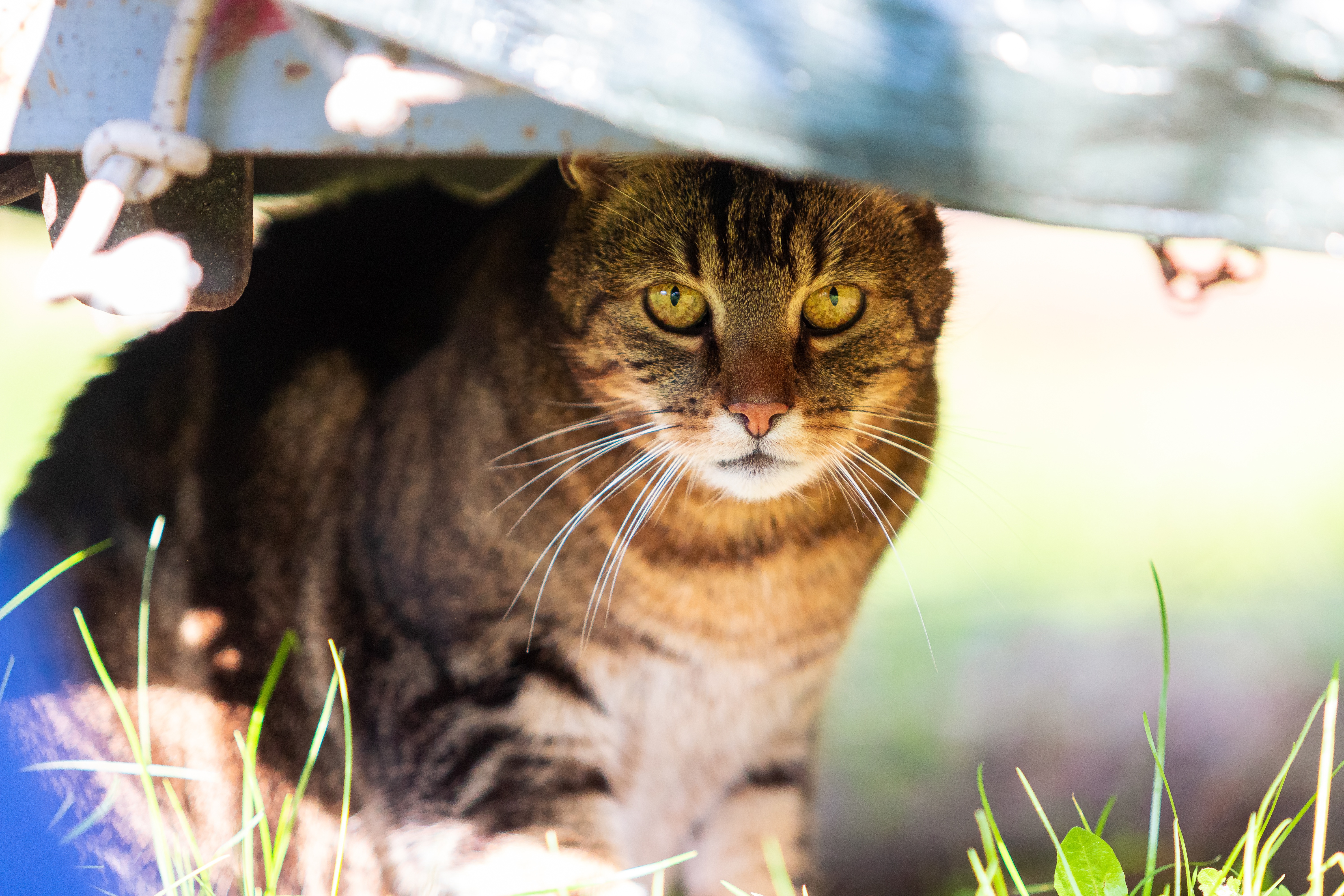 Baixar papel de parede para celular de Animais, Gatos, Gato gratuito.