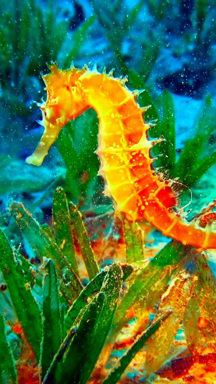 yellow, animal, seahorse, water, green HD wallpaper