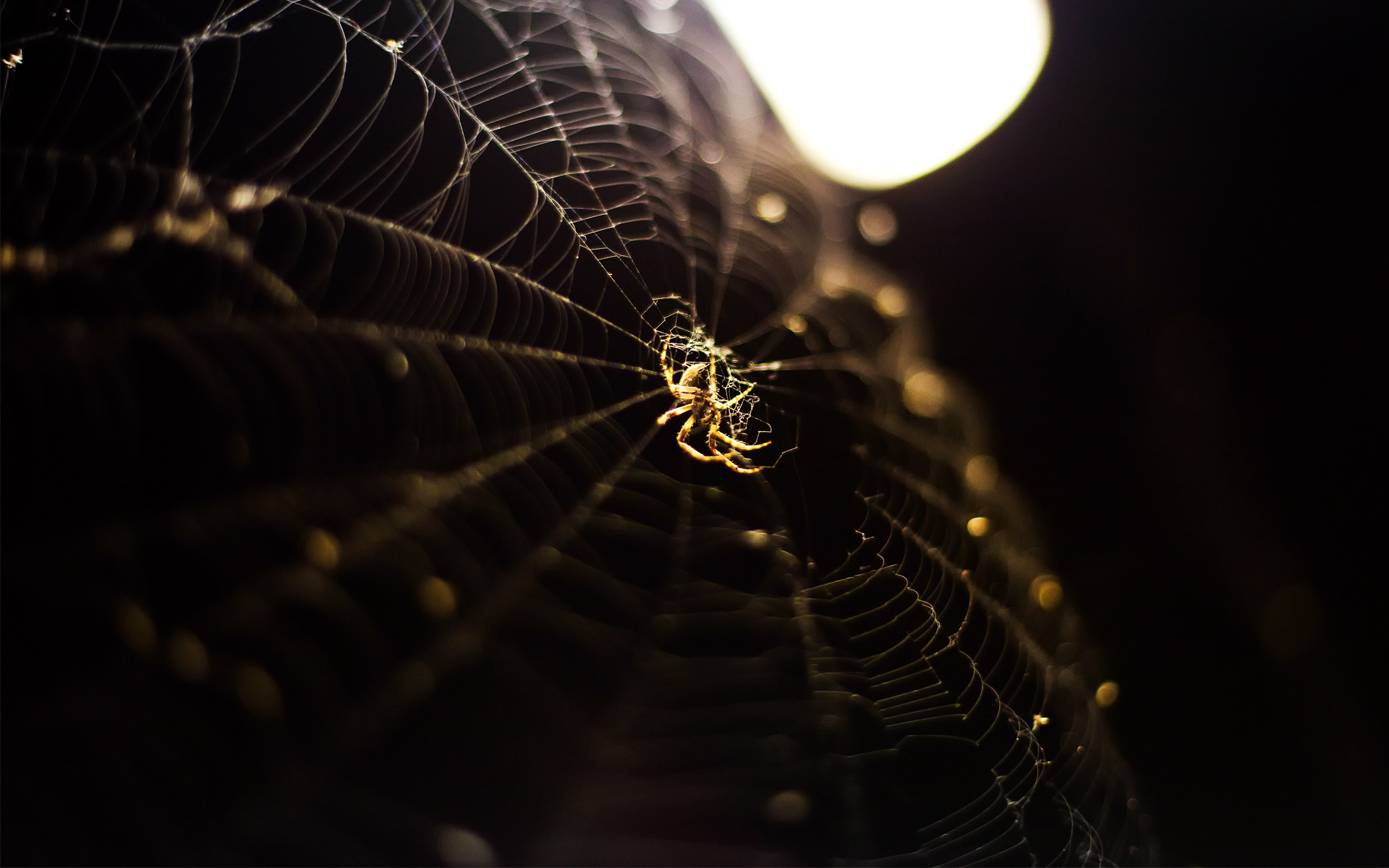  Spiders Full HD Wallpaper