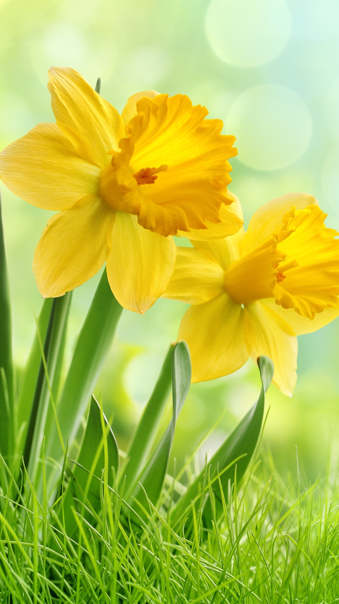 Download mobile wallpaper Nature, Flowers, Grass, Flower, Earth, Yellow Flower, Daffodil for free.
