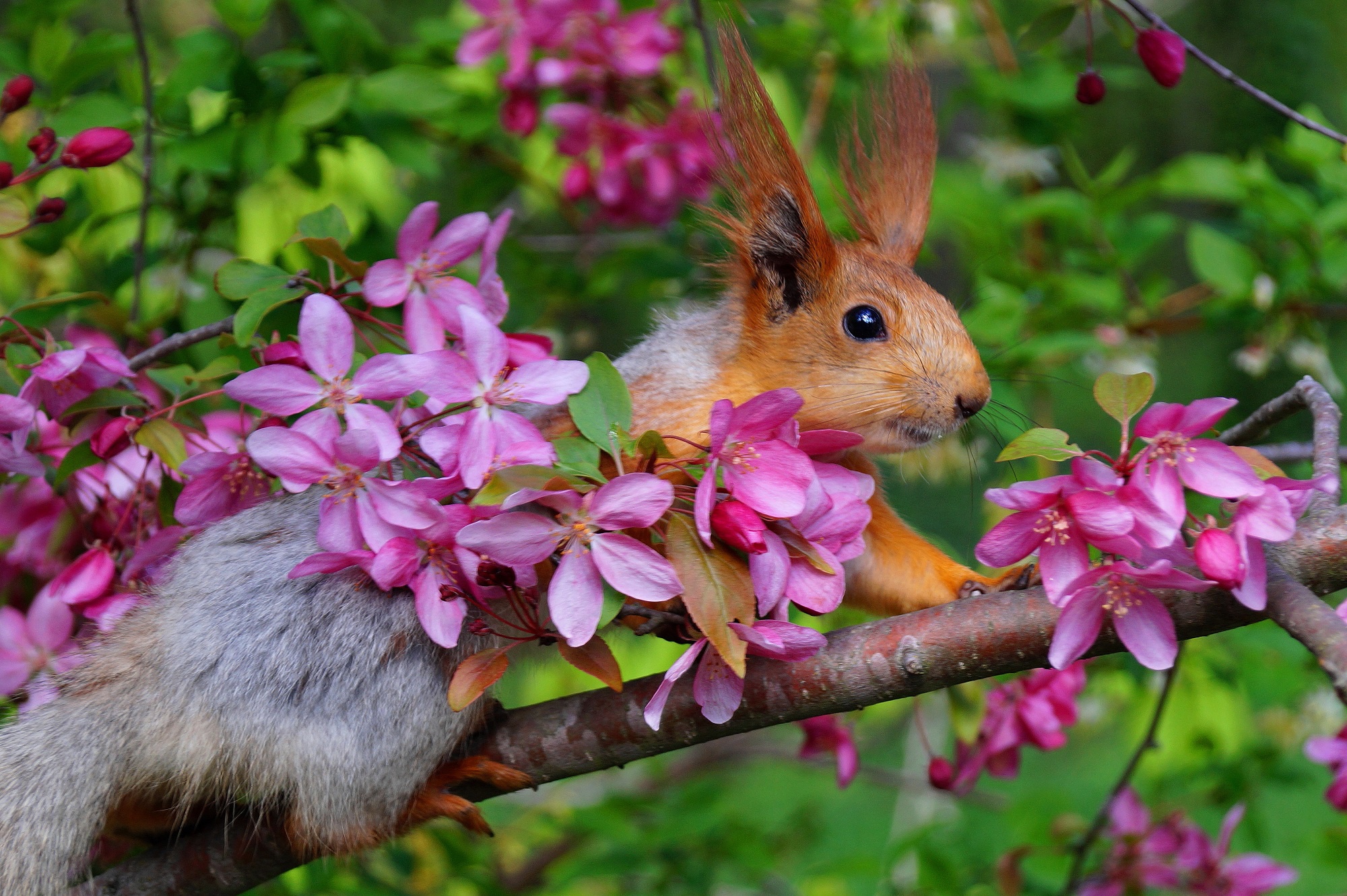 Download mobile wallpaper Squirrel, Animal, Rodent, Blossom, Pink Flower for free.