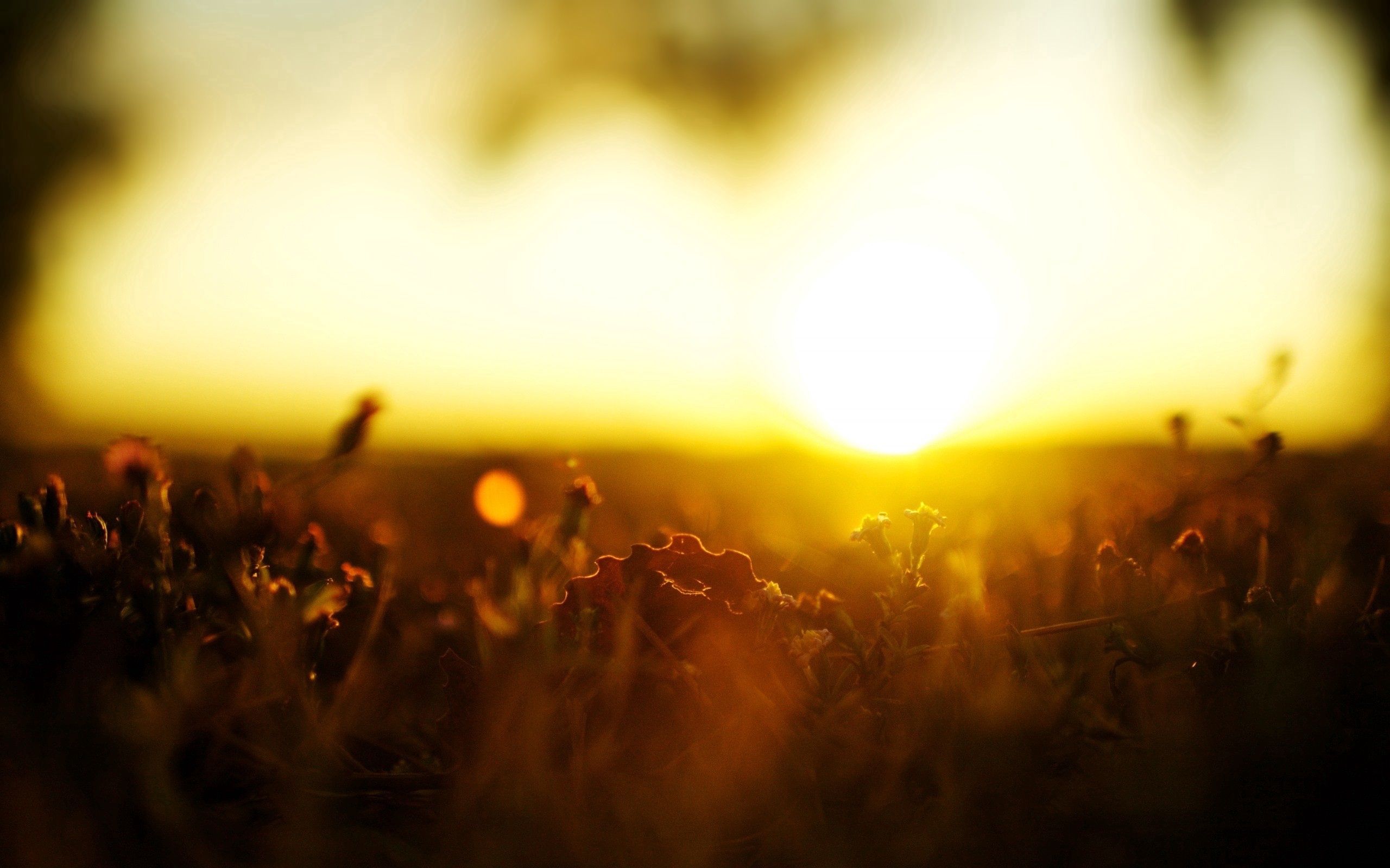 Download mobile wallpaper Macro, Grass, Shine, Light, Bright for free.