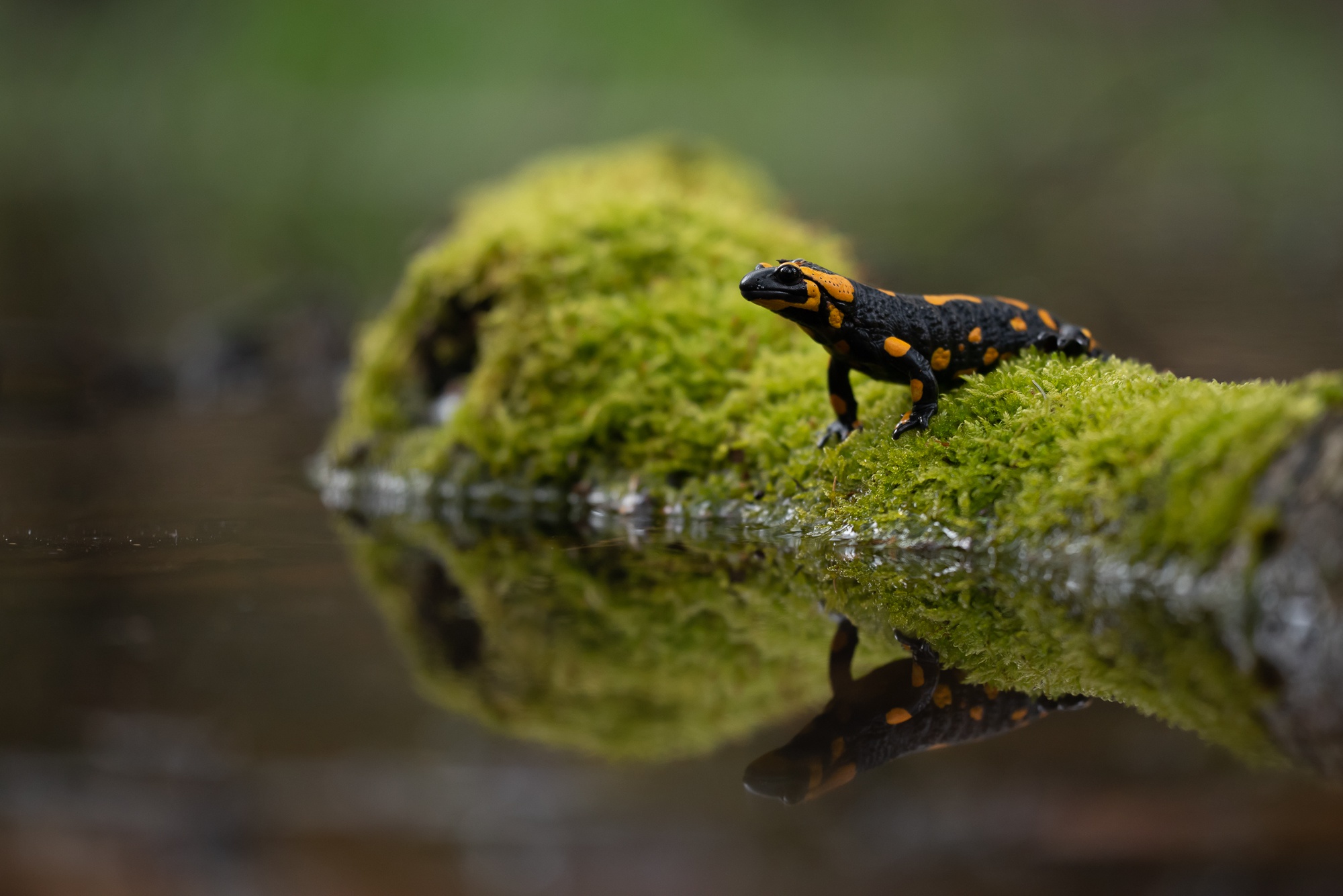 animal, salamander, lizard, moss, reflection, reptile