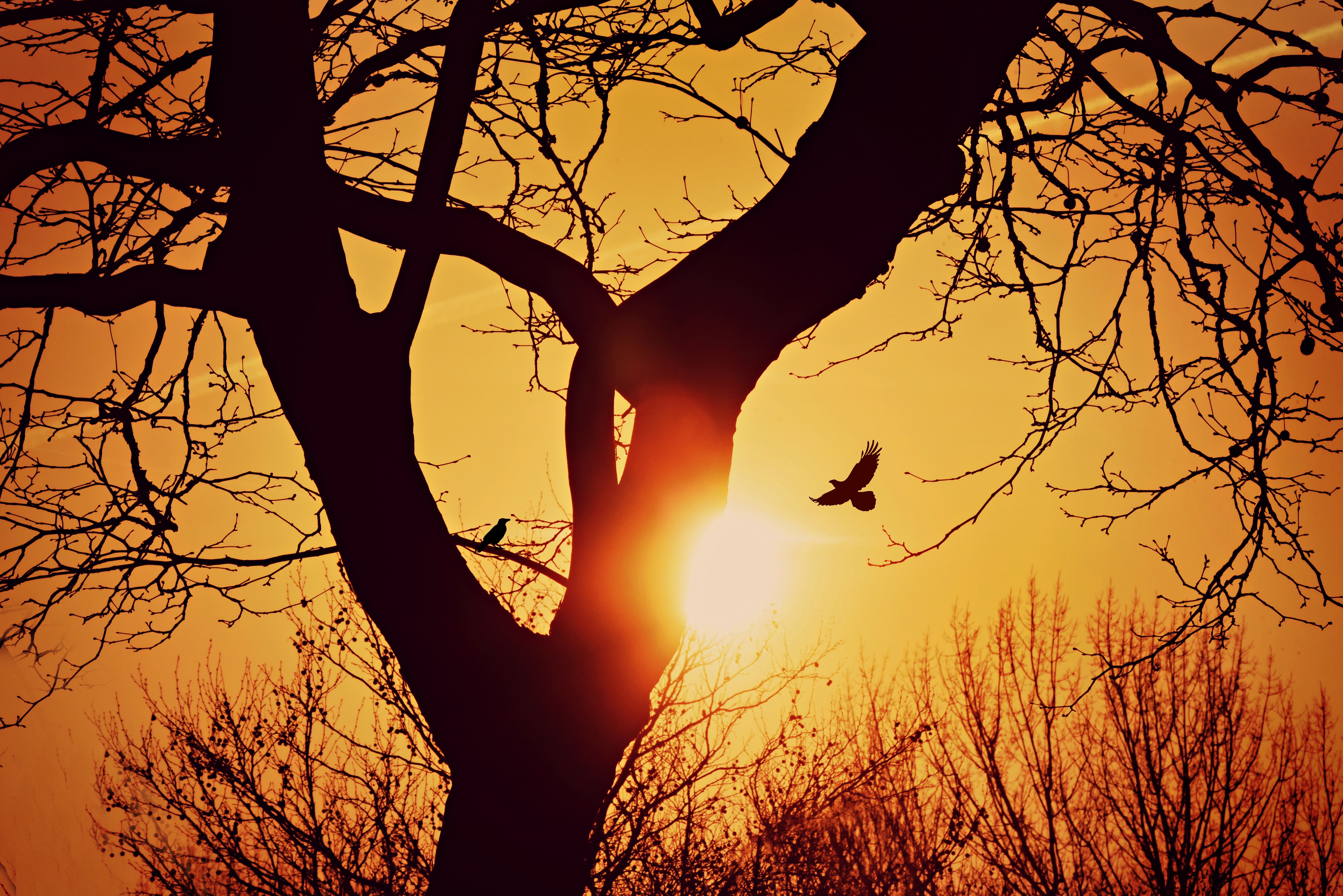 Free download wallpaper Sunset, Tree, Branches, Nature, Wood, Flight, Silhouette, Bird on your PC desktop