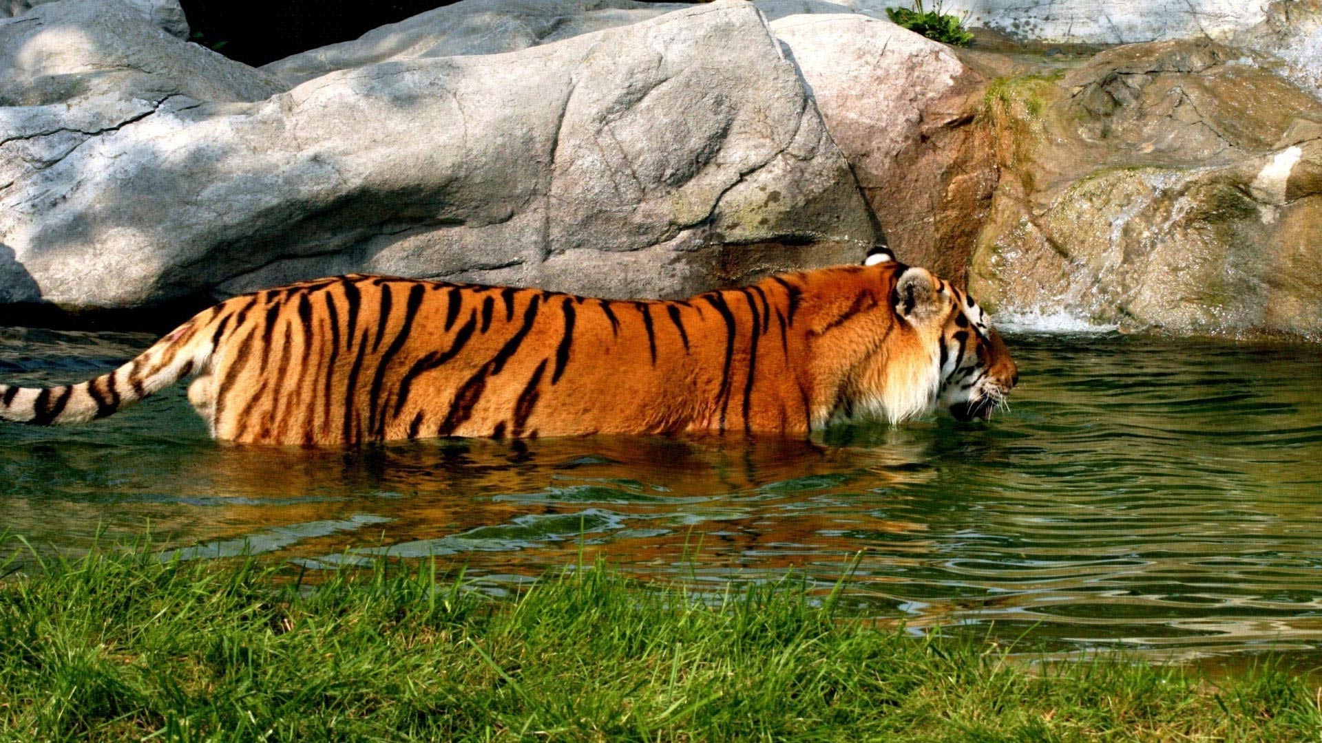 Téléchargez des papiers peints mobile Chats, Animaux, Tigre gratuitement.