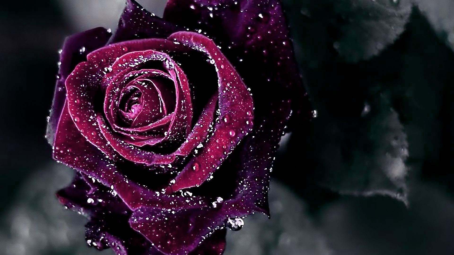 Laden Sie das Blumen, Blume, Rose, Nahansicht, Wassertropfen, Lila Blume, Erde/natur-Bild kostenlos auf Ihren PC-Desktop herunter