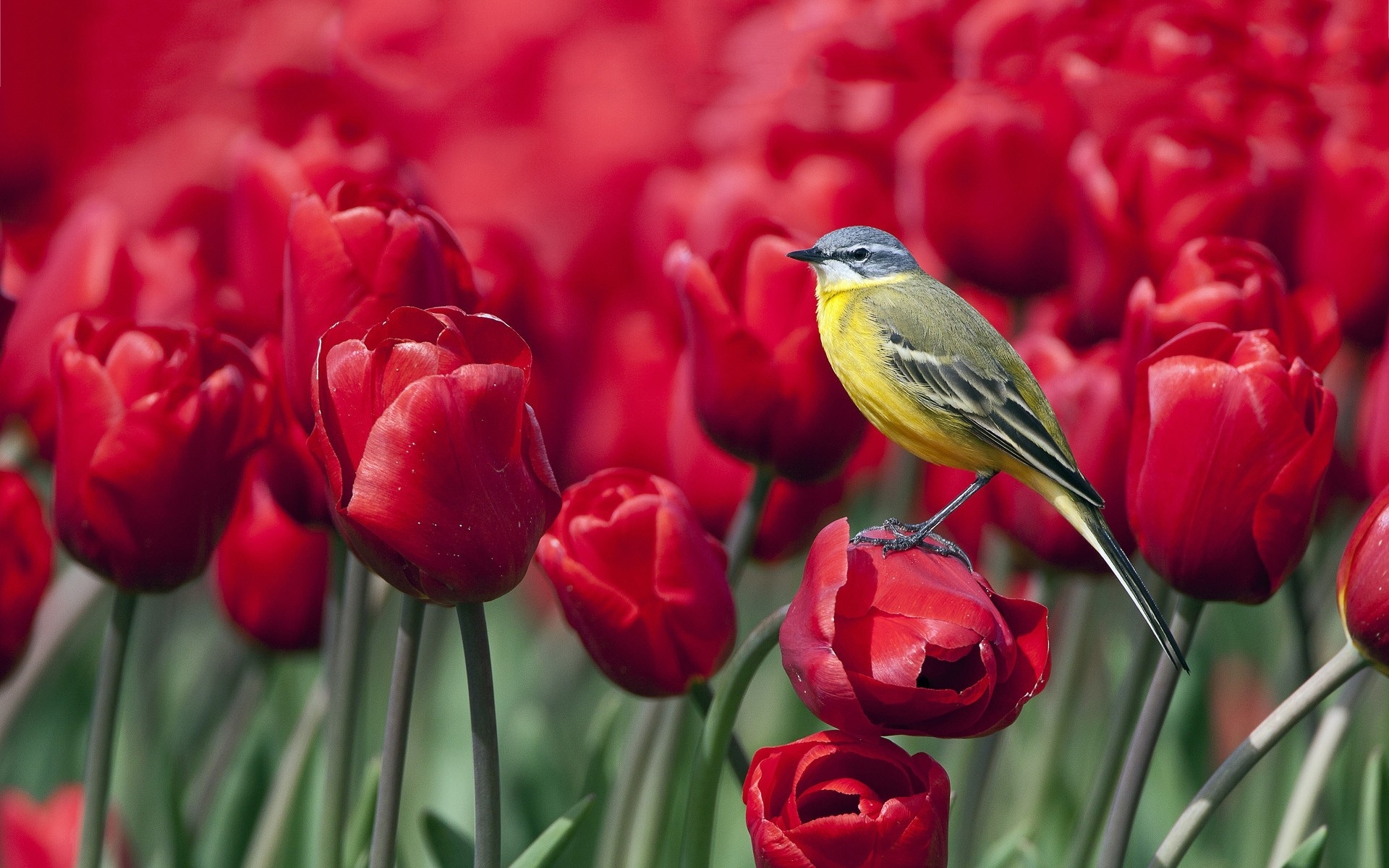 Téléchargez gratuitement l'image Animaux, Oiseau, Des Oiseaux sur le bureau de votre PC