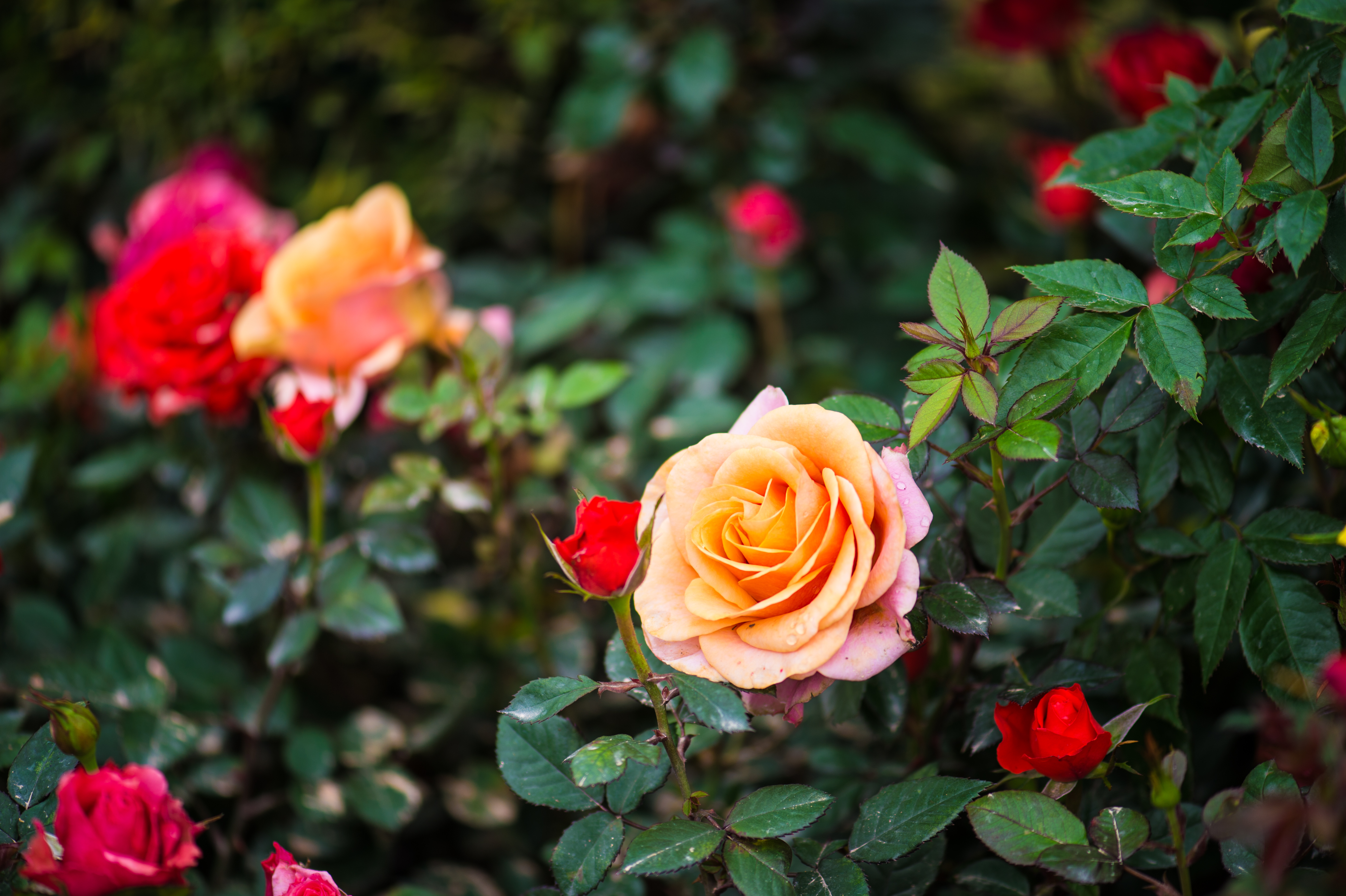 Laden Sie das Bush, Blütenblätter, Busch, Blume, Rose, Blumen-Bild kostenlos auf Ihren PC-Desktop herunter
