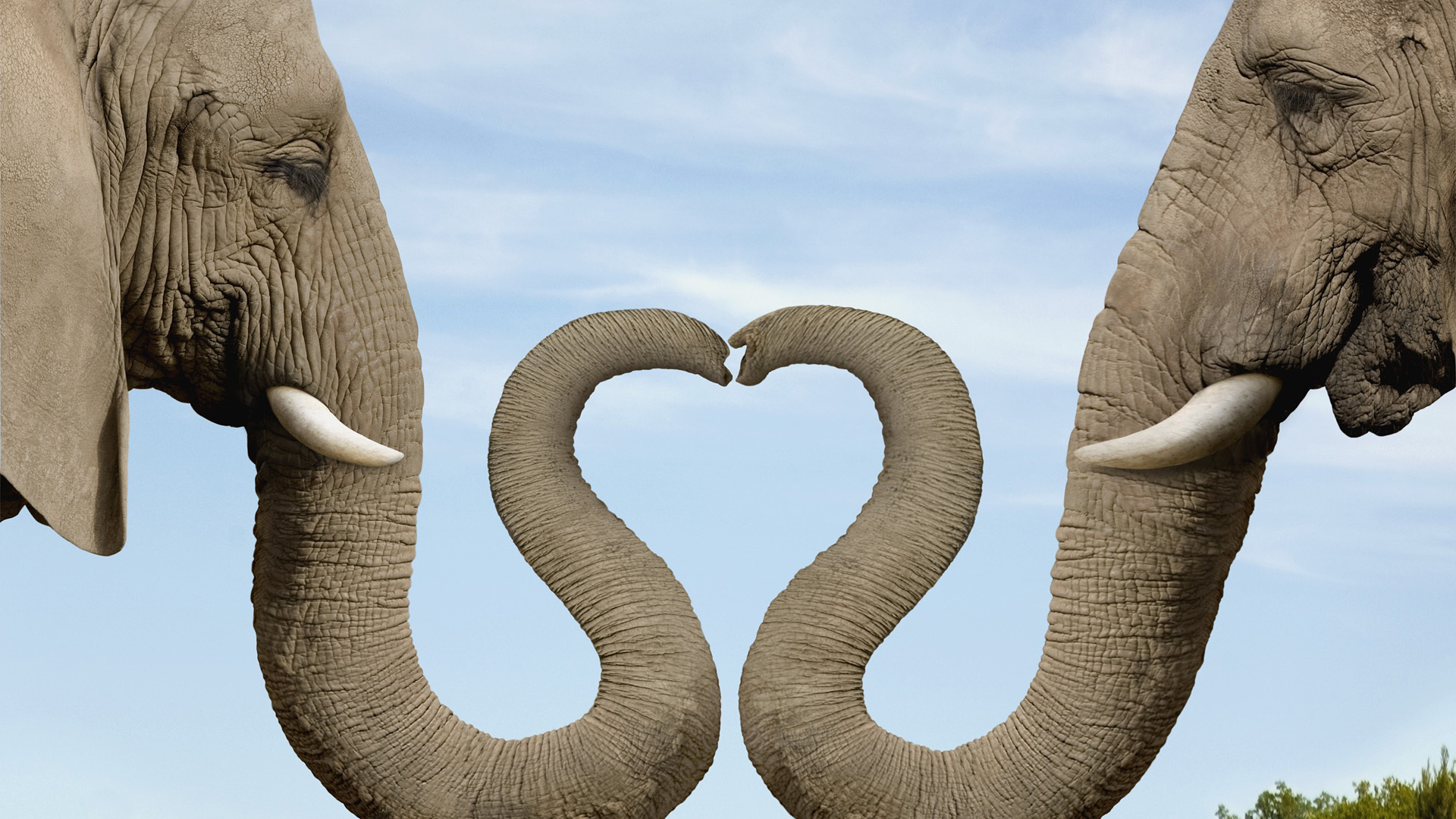 263191 скачать обои слоны, животные, африканский слон - заставки и картинки бесплатно
