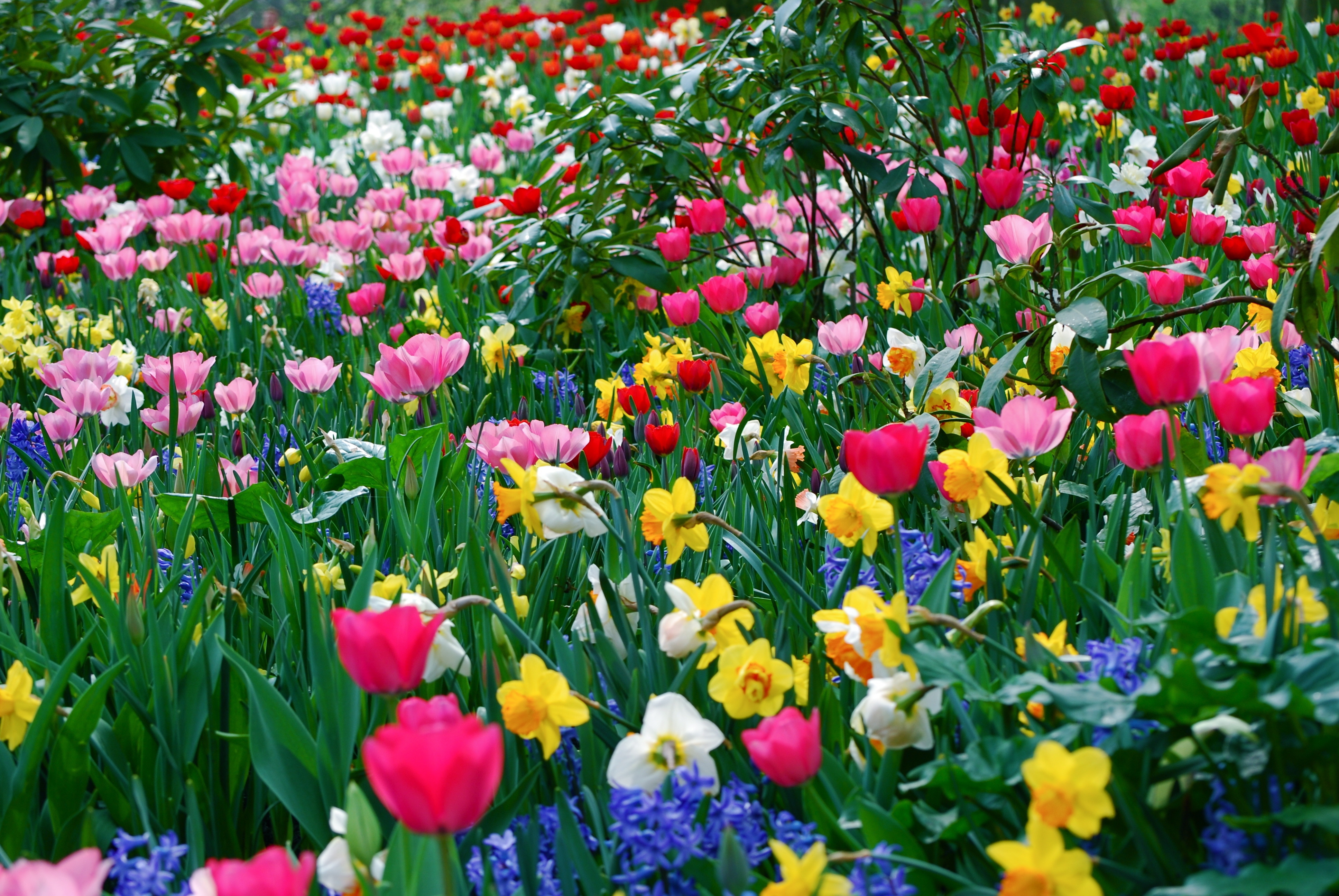 139833 скачать обои весна, нарциссы, поляна, красота, цветы, тюльпаны - заставки и картинки бесплатно