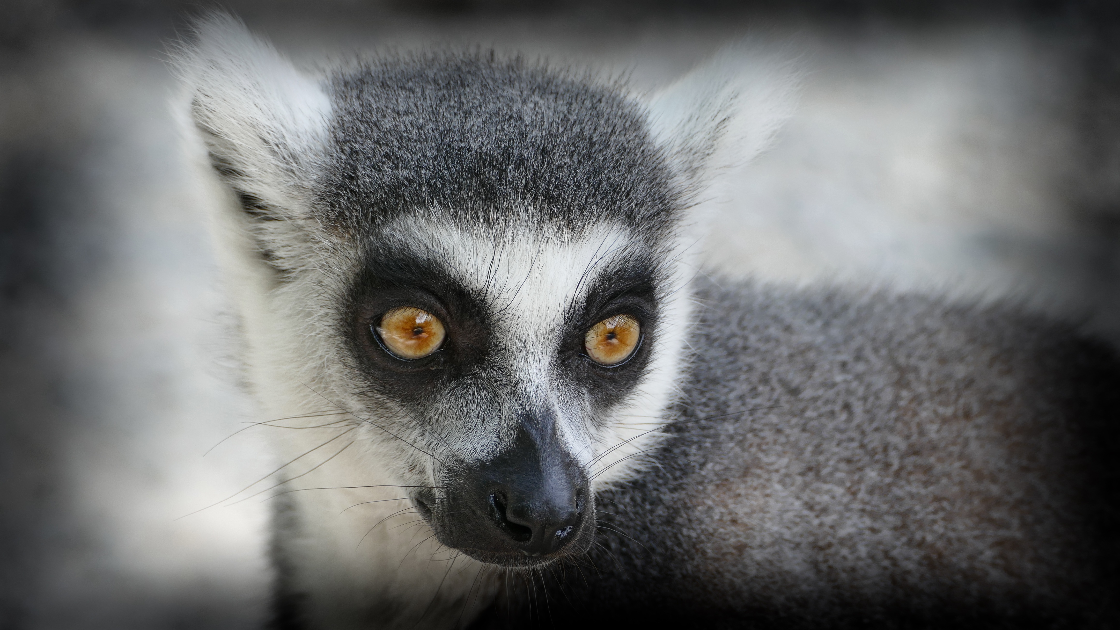 Download mobile wallpaper Opinion, Lemur, Muzzle, Sight, Animals for free.