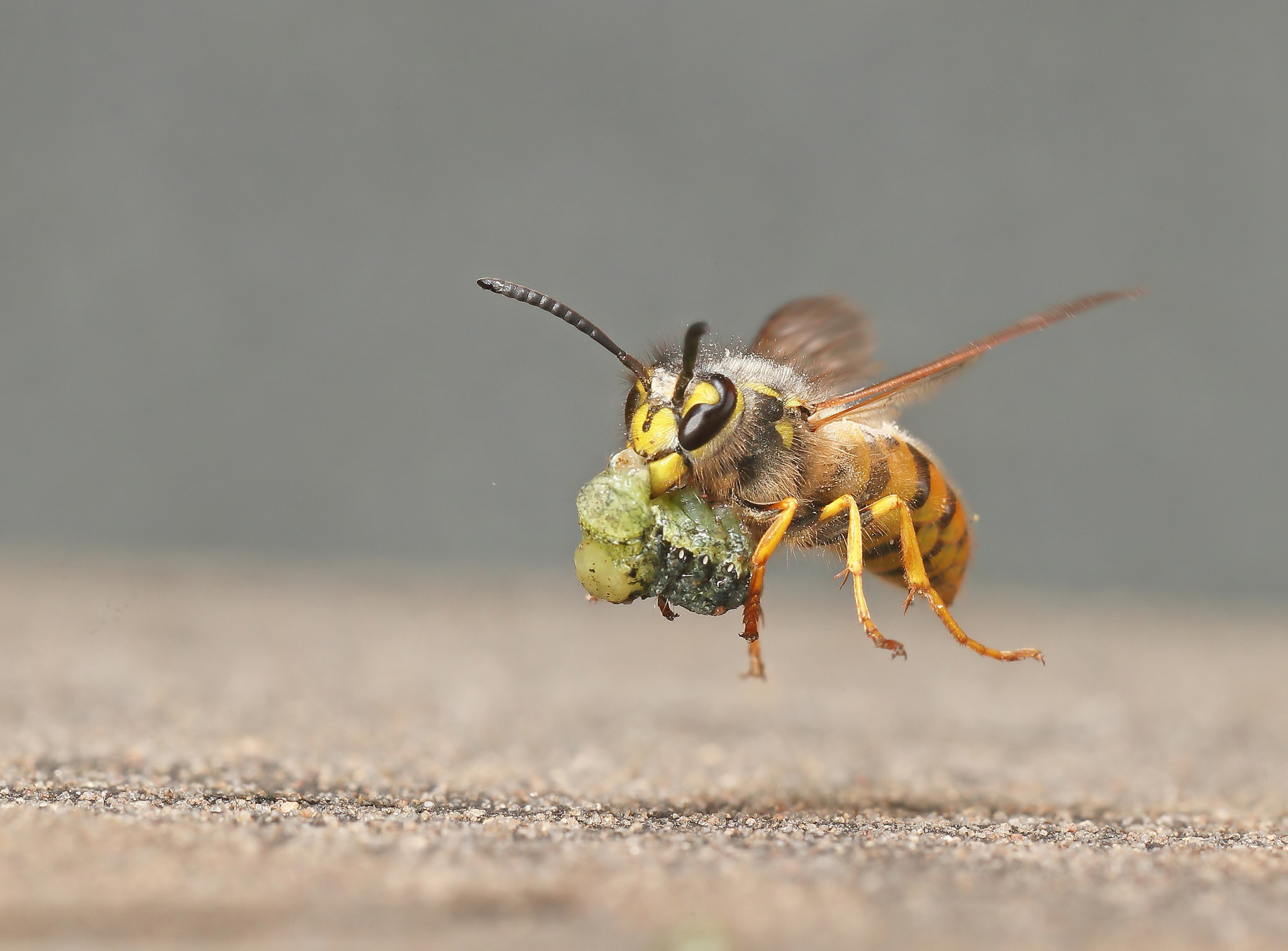 Free download wallpaper Insects, Insect, Animal, Wasp on your PC desktop
