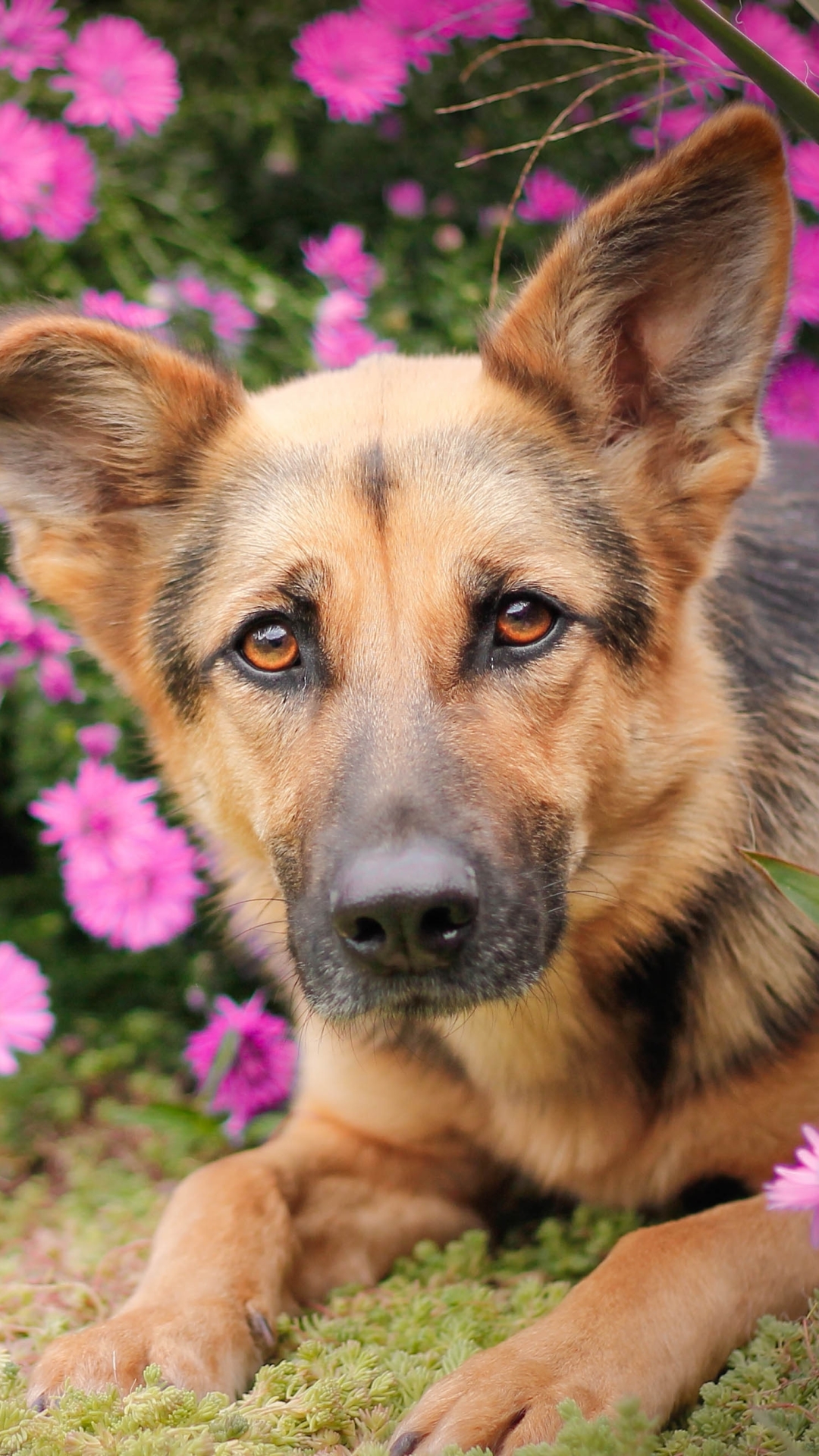 Baixar papel de parede para celular de Animais, Cães, Cão, Pastor Alemão gratuito.