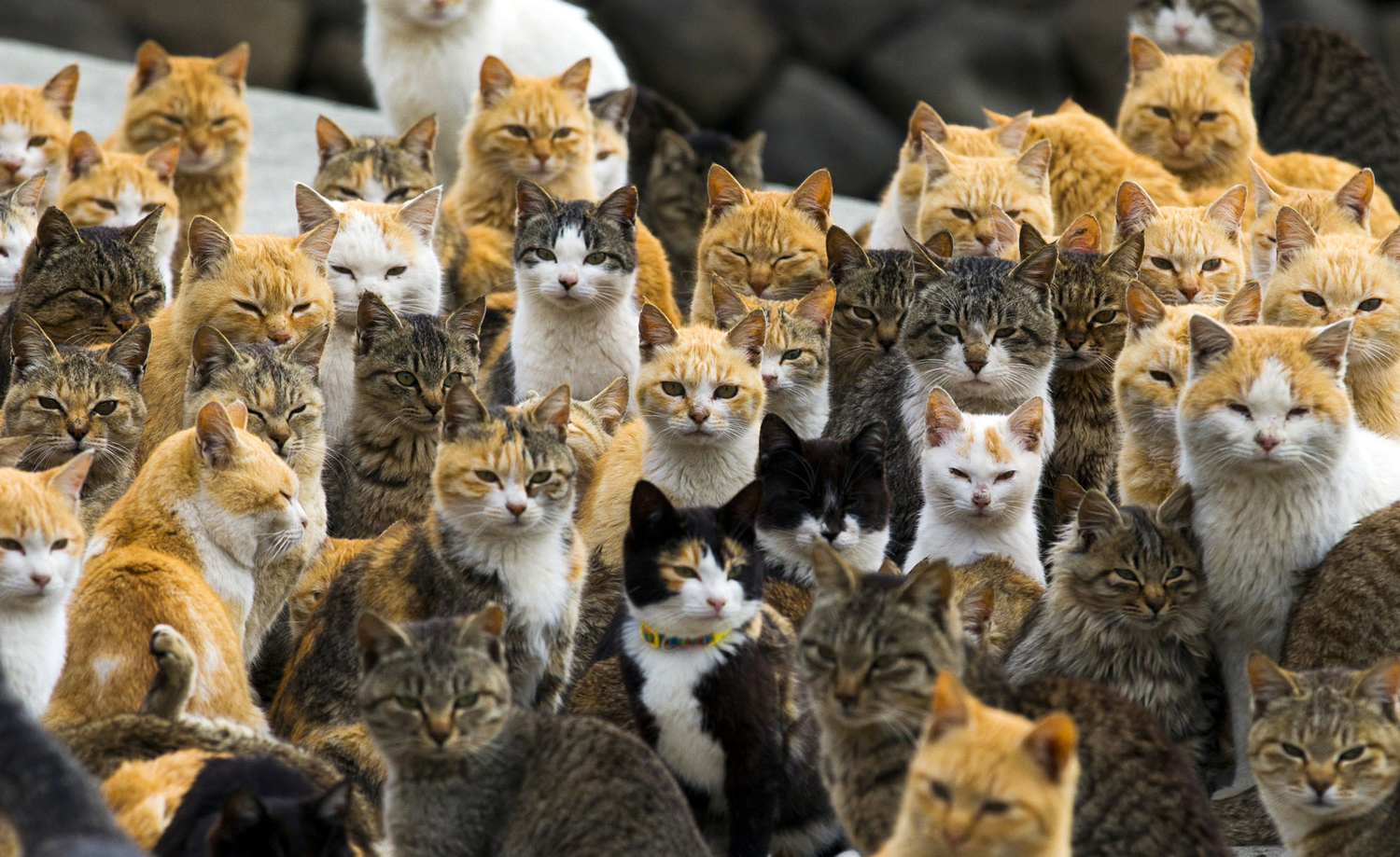Download mobile wallpaper Cat, Animal, Japan, Aoshima for free.