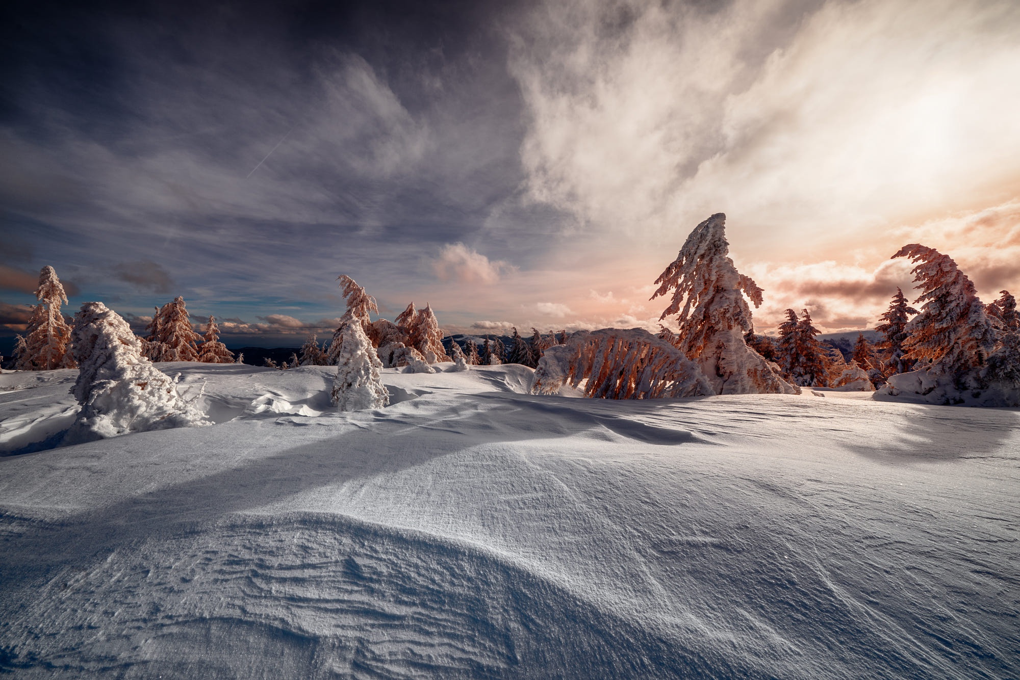 PCデスクトップに冬, 日没, 雪, モミの木, 地球画像を無料でダウンロード
