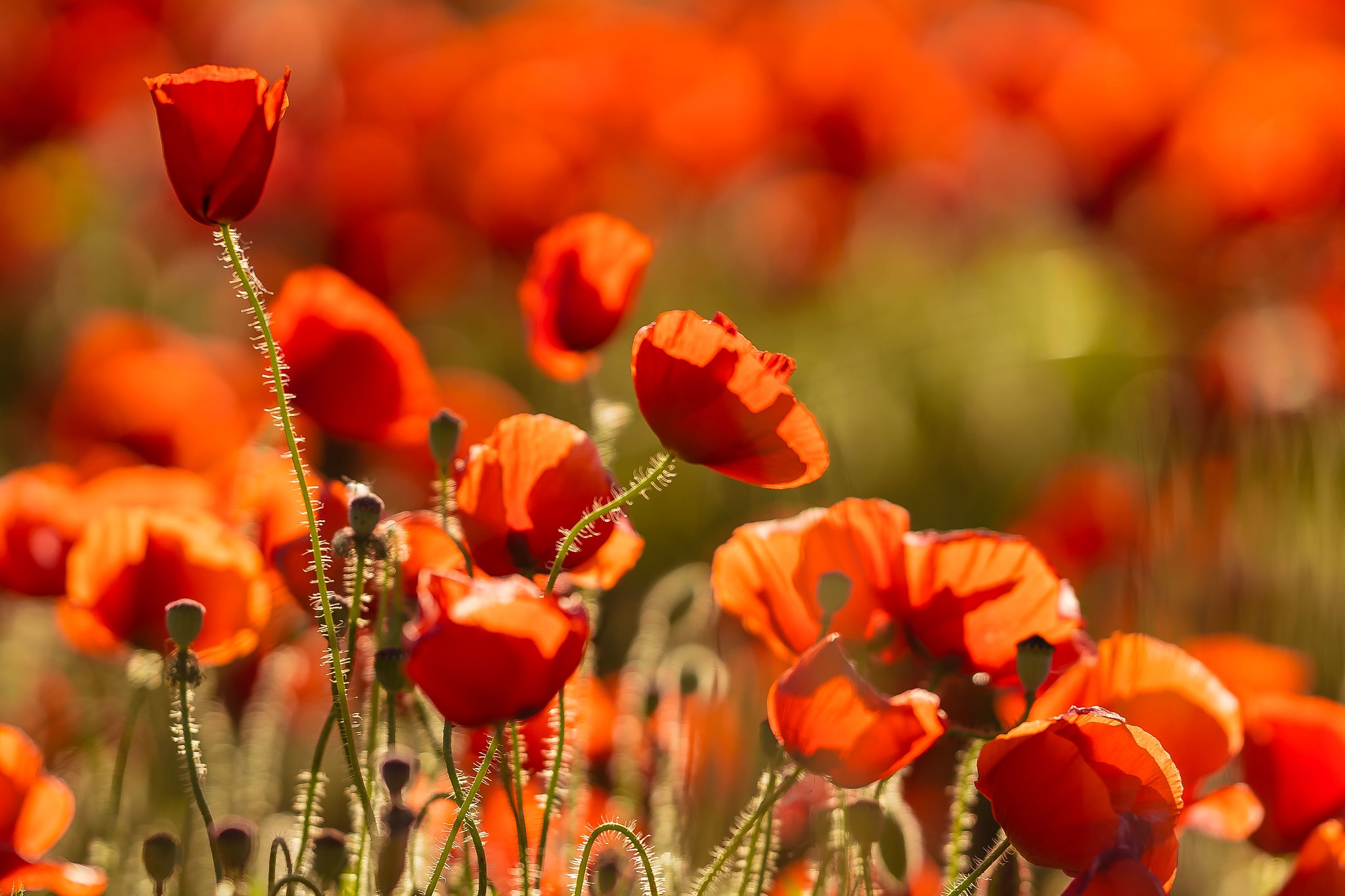 Free download wallpaper Nature, Flowers, Flower, Close Up, Earth, Poppy, Red Flower on your PC desktop