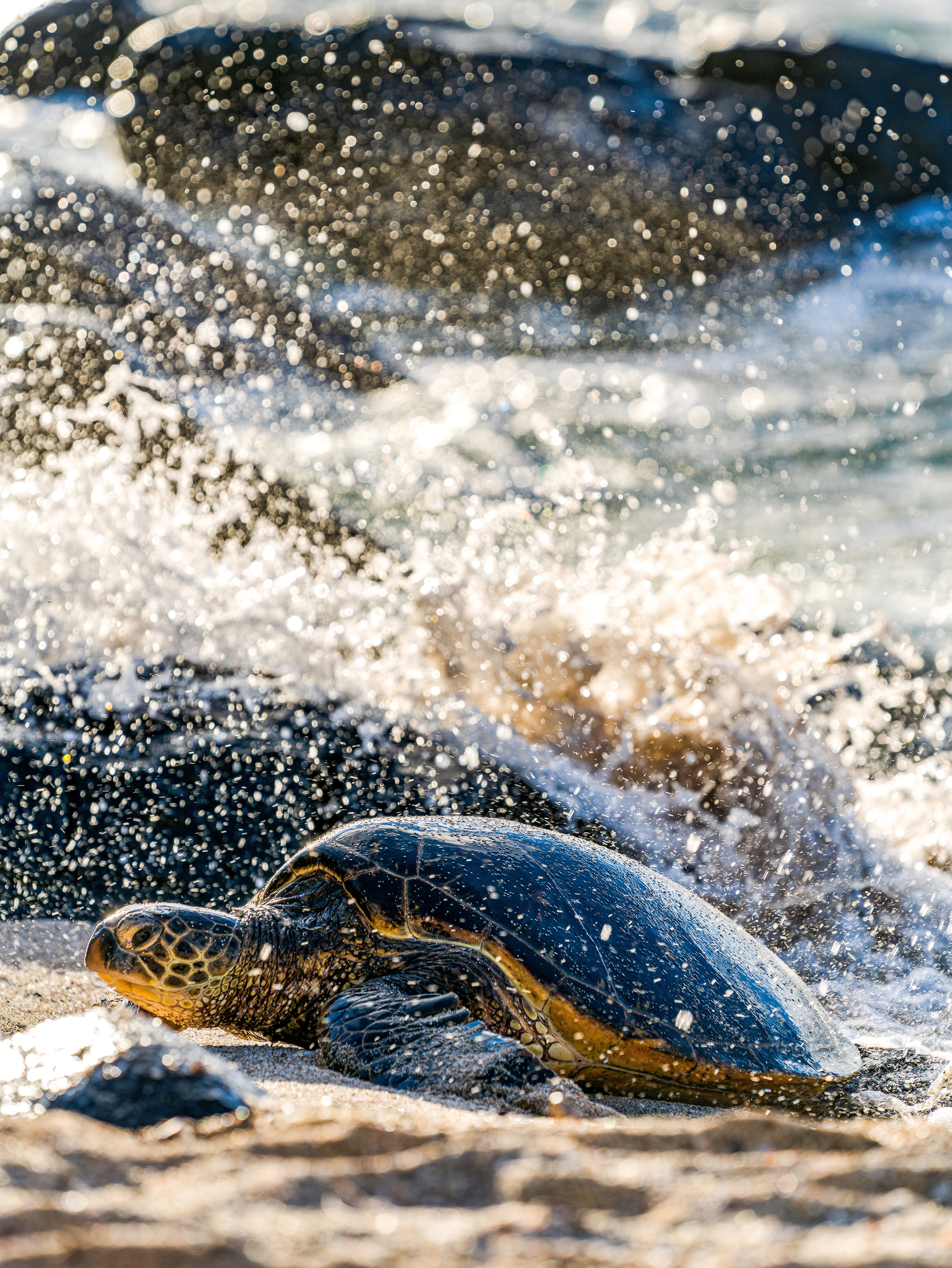 Free download wallpaper Animal, Carapace, Animals, Sea, Spray, Shell, Turtle on your PC desktop