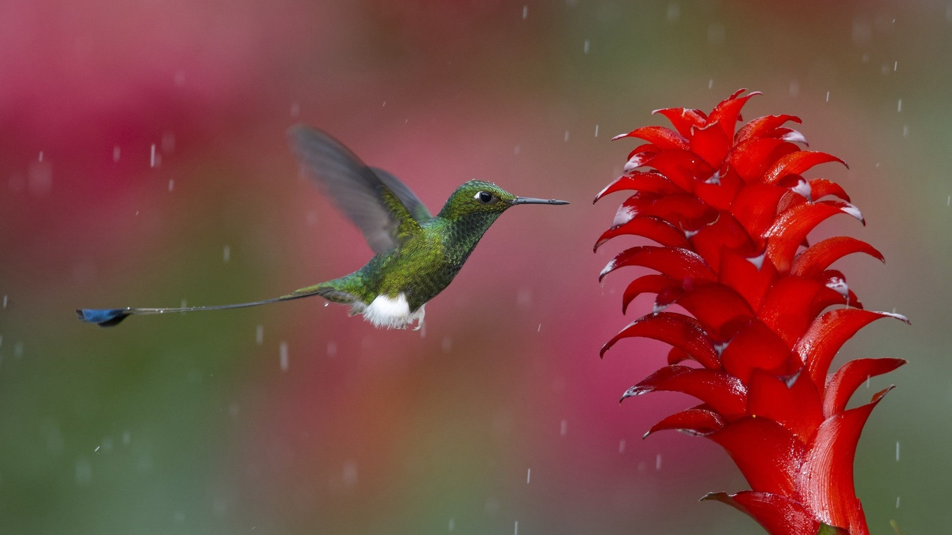 49847 descargar fondo de pantalla colibríes, animales, birds, rojo: protectores de pantalla e imágenes gratis