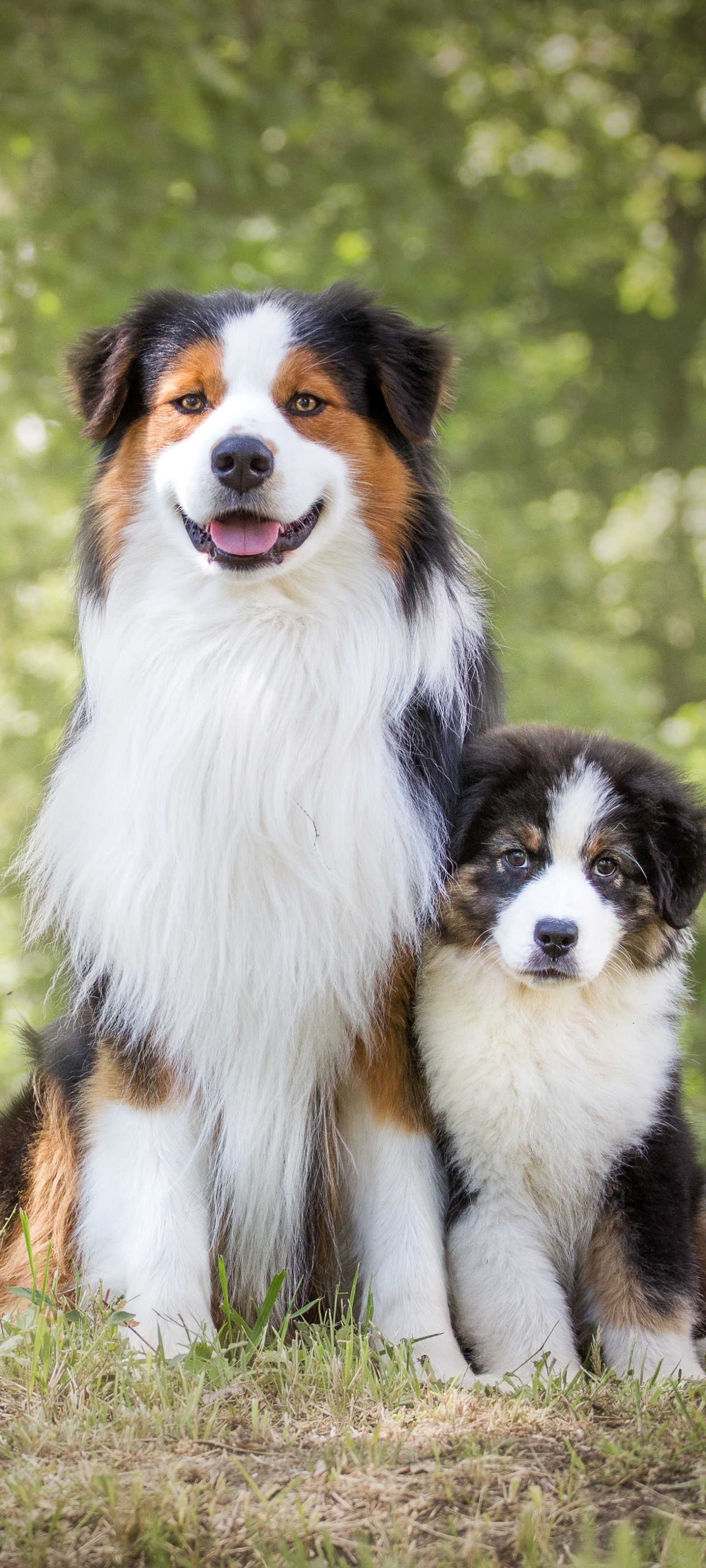 Download mobile wallpaper Dogs, Dog, Animal, Puppy, Australian Shepherd for free.