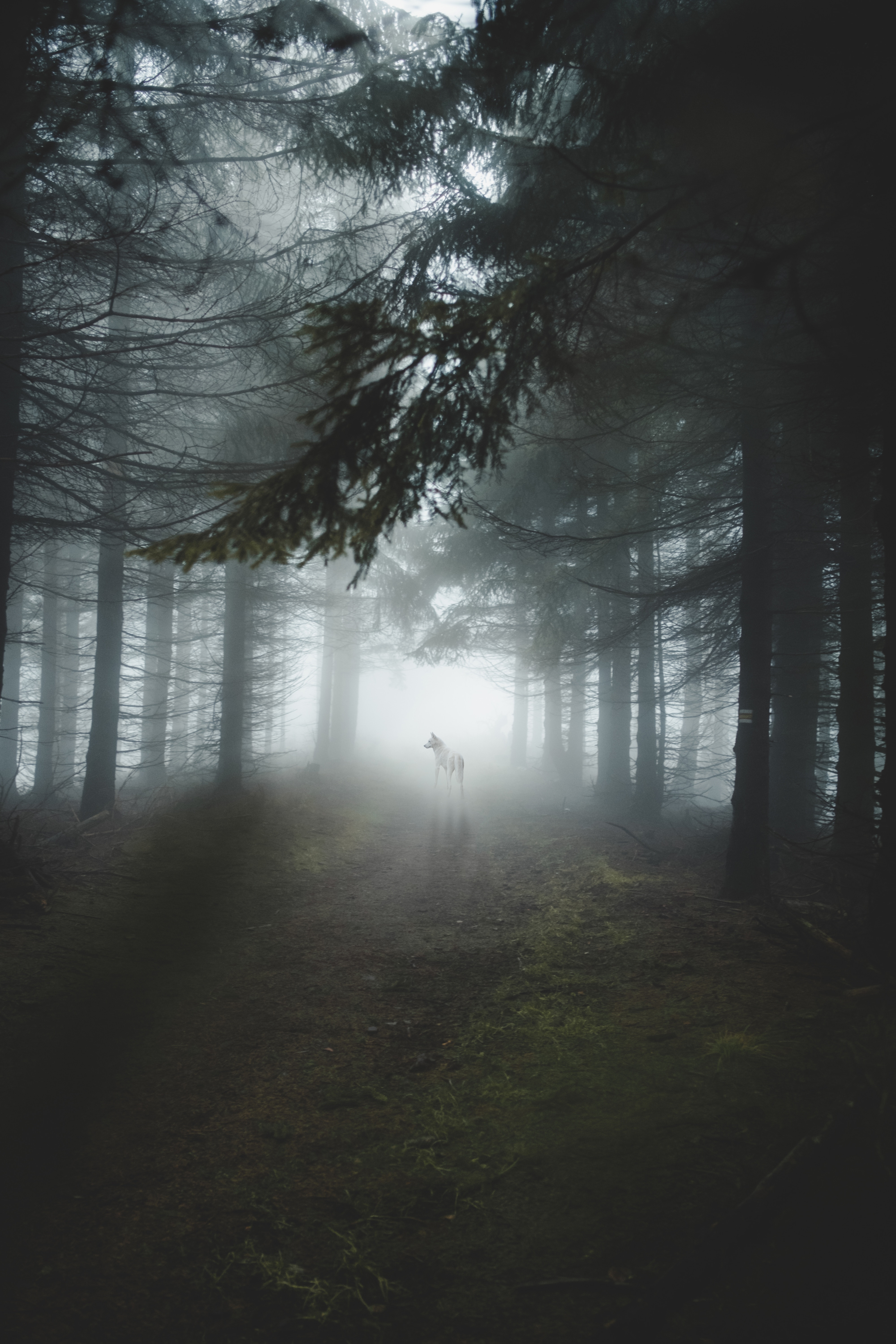 wolf, nature, trees, shine, light, forest, dog, fog phone background