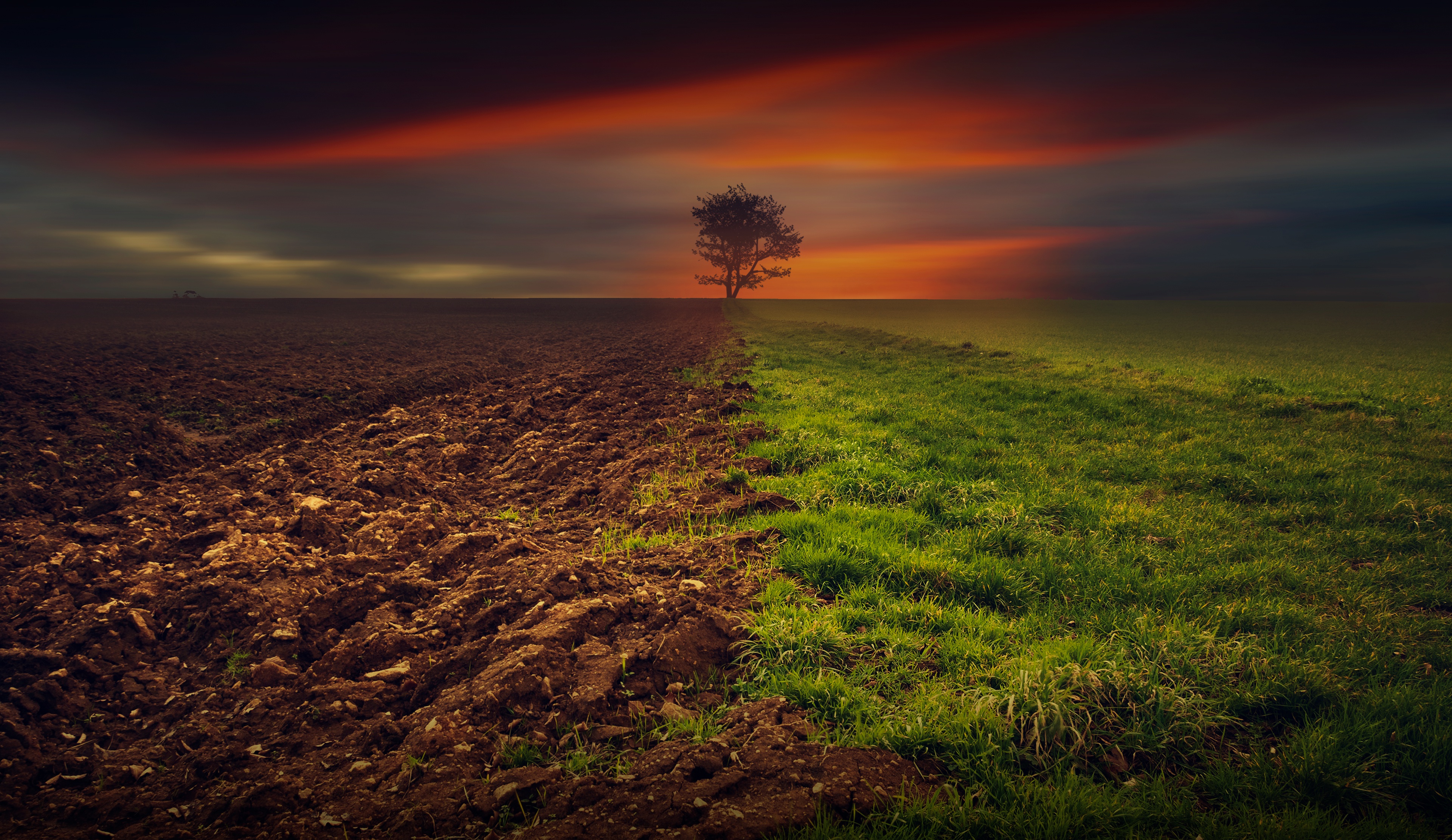 Free download wallpaper Grass, Dawn, Horizon, Tree, Earth, Field, Lonely Tree on your PC desktop