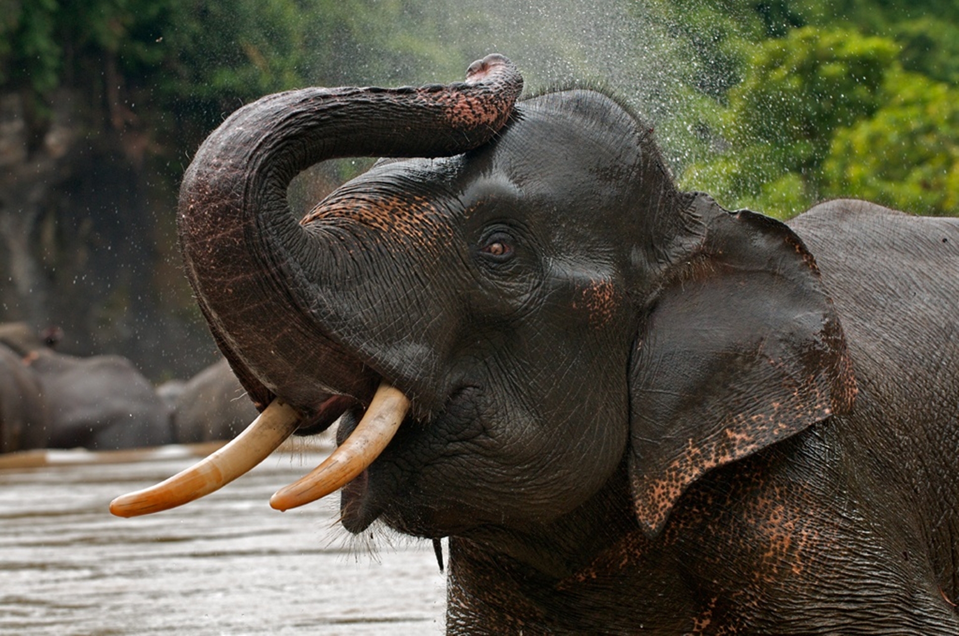 275983 скачать обои слоны, животные, азиатский слон - заставки и картинки бесплатно