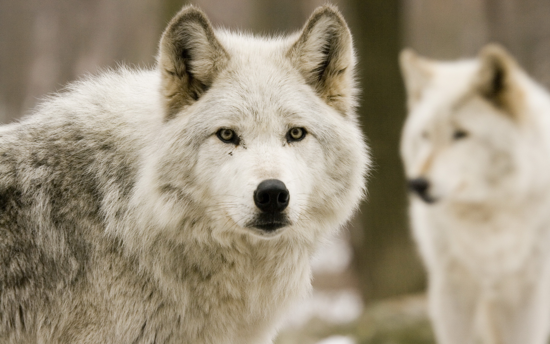 Baixar papel de parede para celular de Animais, Lobo gratuito.