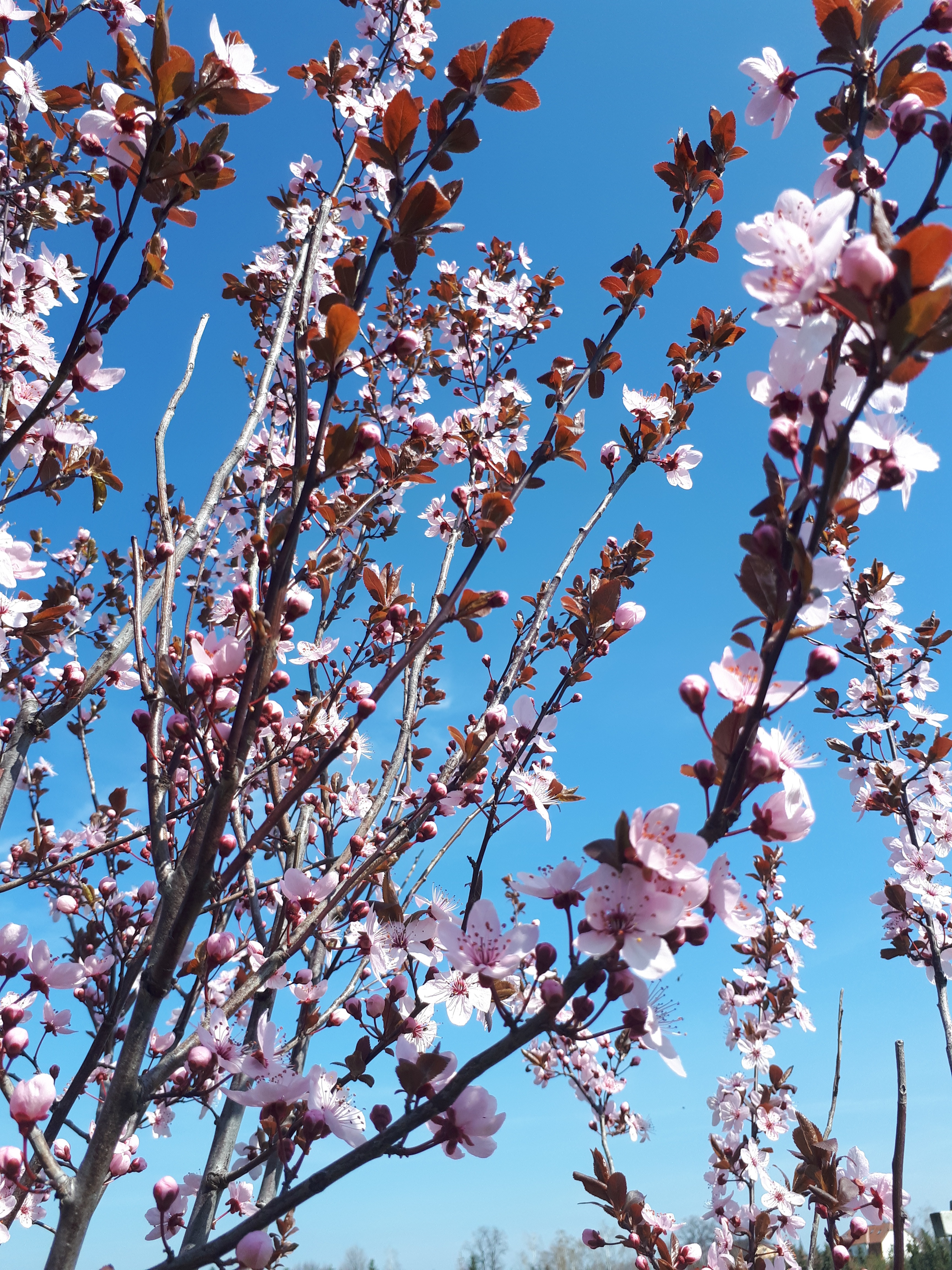 116242 descargar fondo de pantalla flores, rosa, sakura, sucursales, ramas, rosado, tierno, floraciones: protectores de pantalla e imágenes gratis