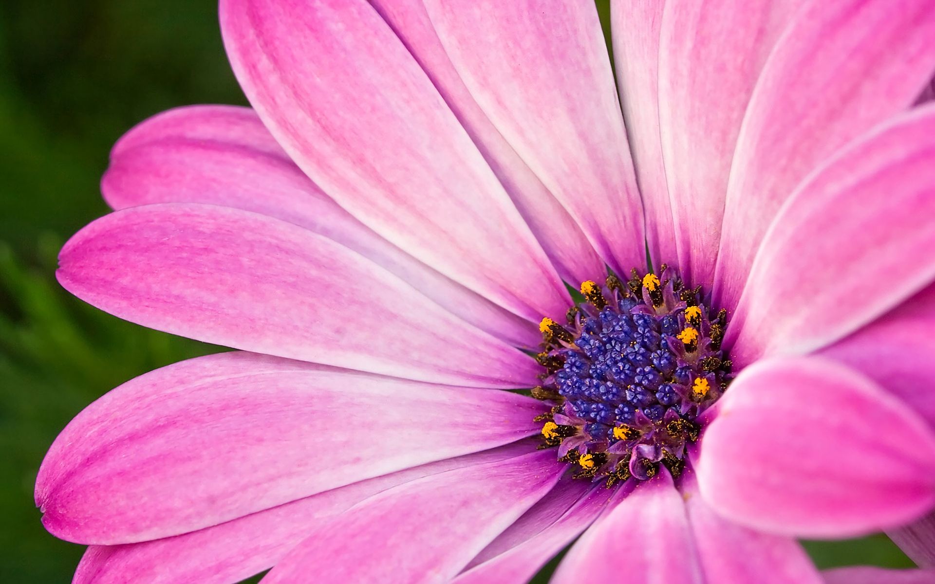 Download mobile wallpaper Flowers, Flower, Close Up, Earth, Daisy, Purple Flower for free.