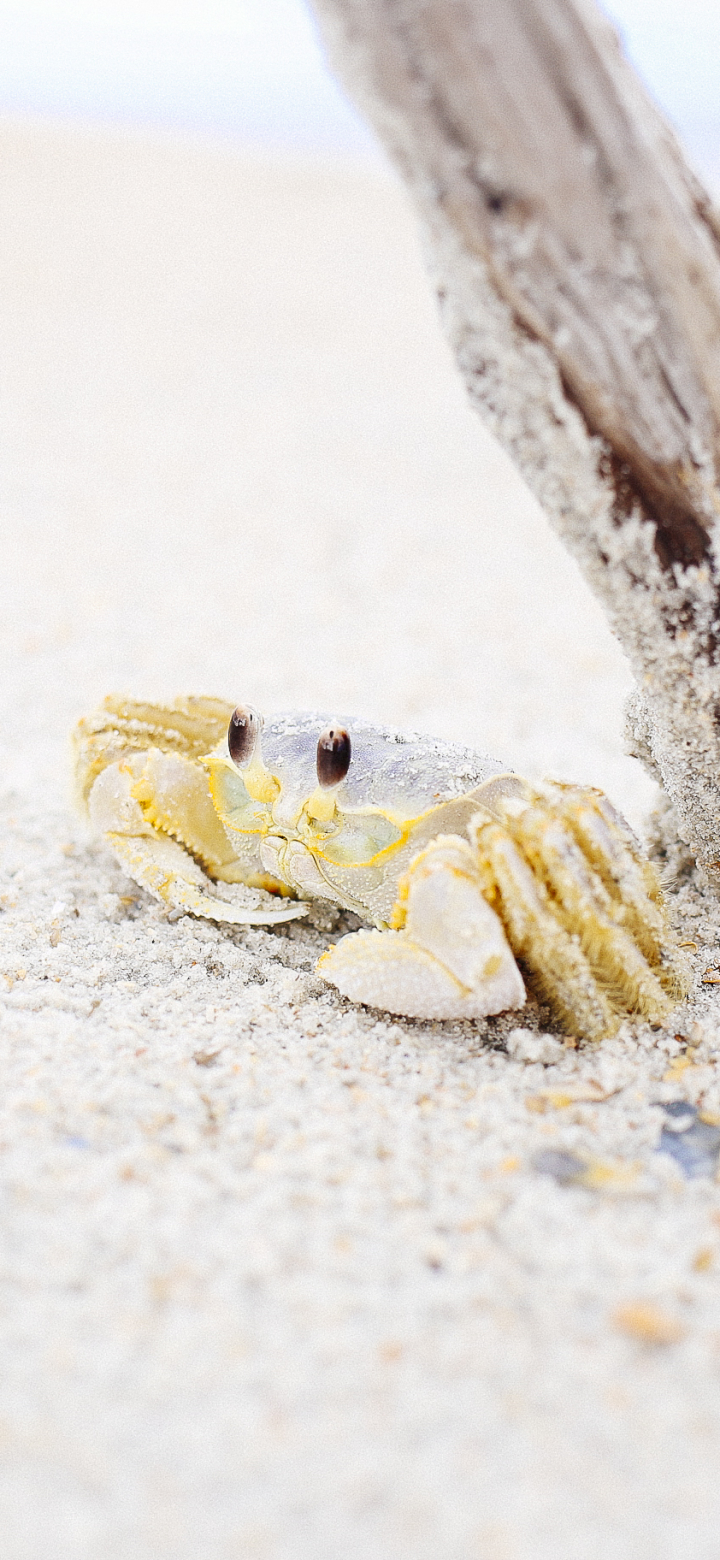 無料モバイル壁紙動物, カニ, 砂, 海の生物, 甲殻類をダウンロードします。